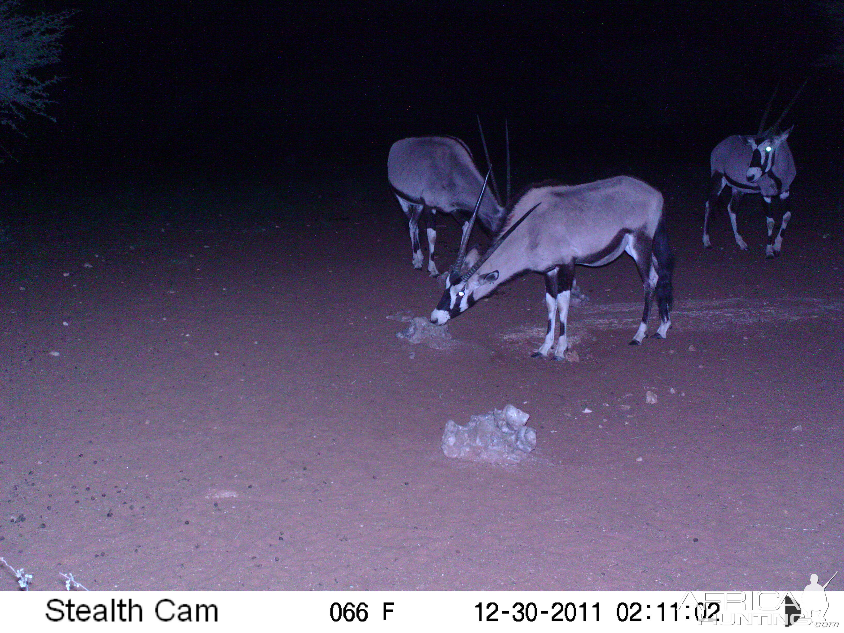 Trail Camera Namibia