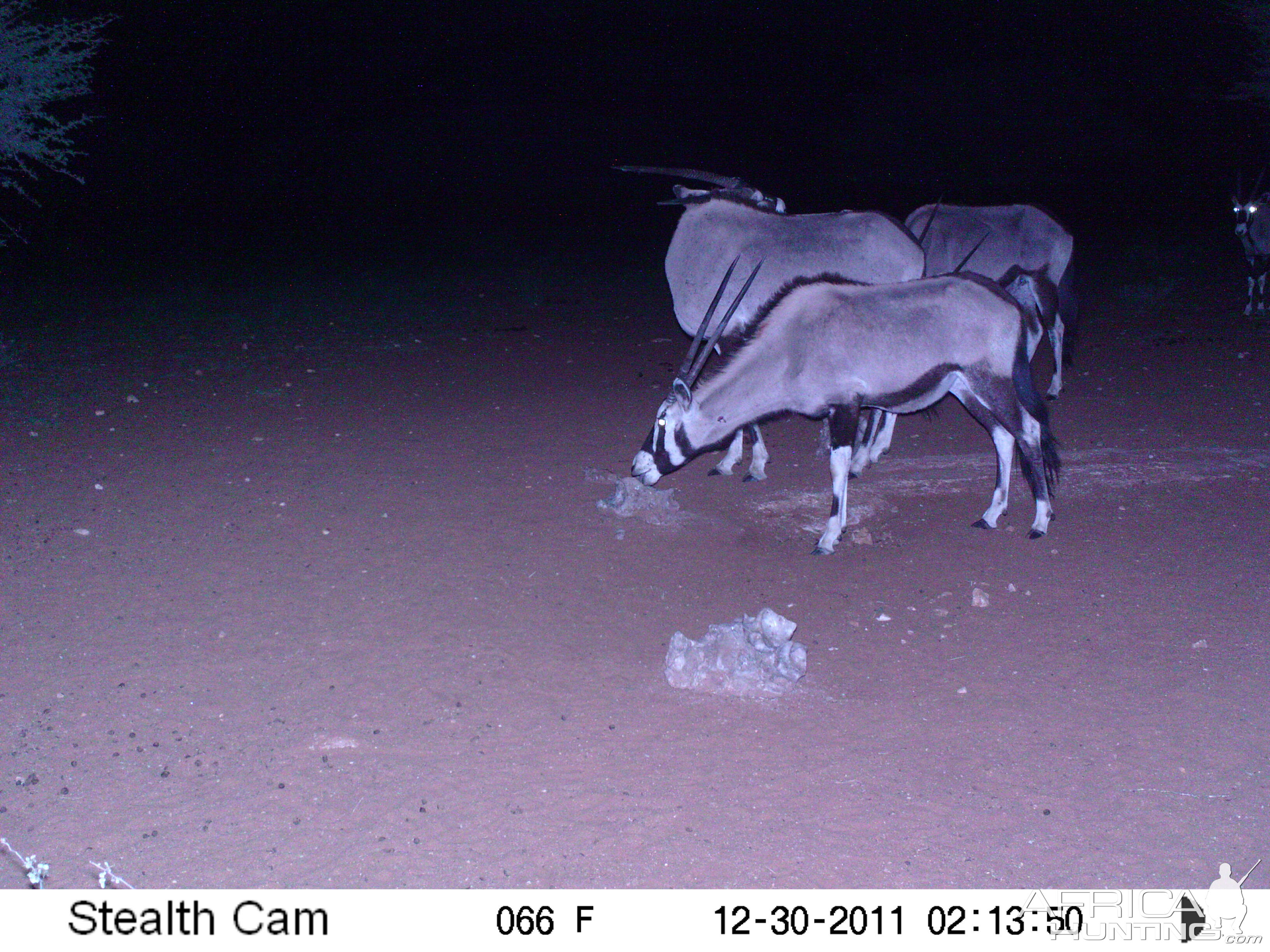 Trail Camera Namibia