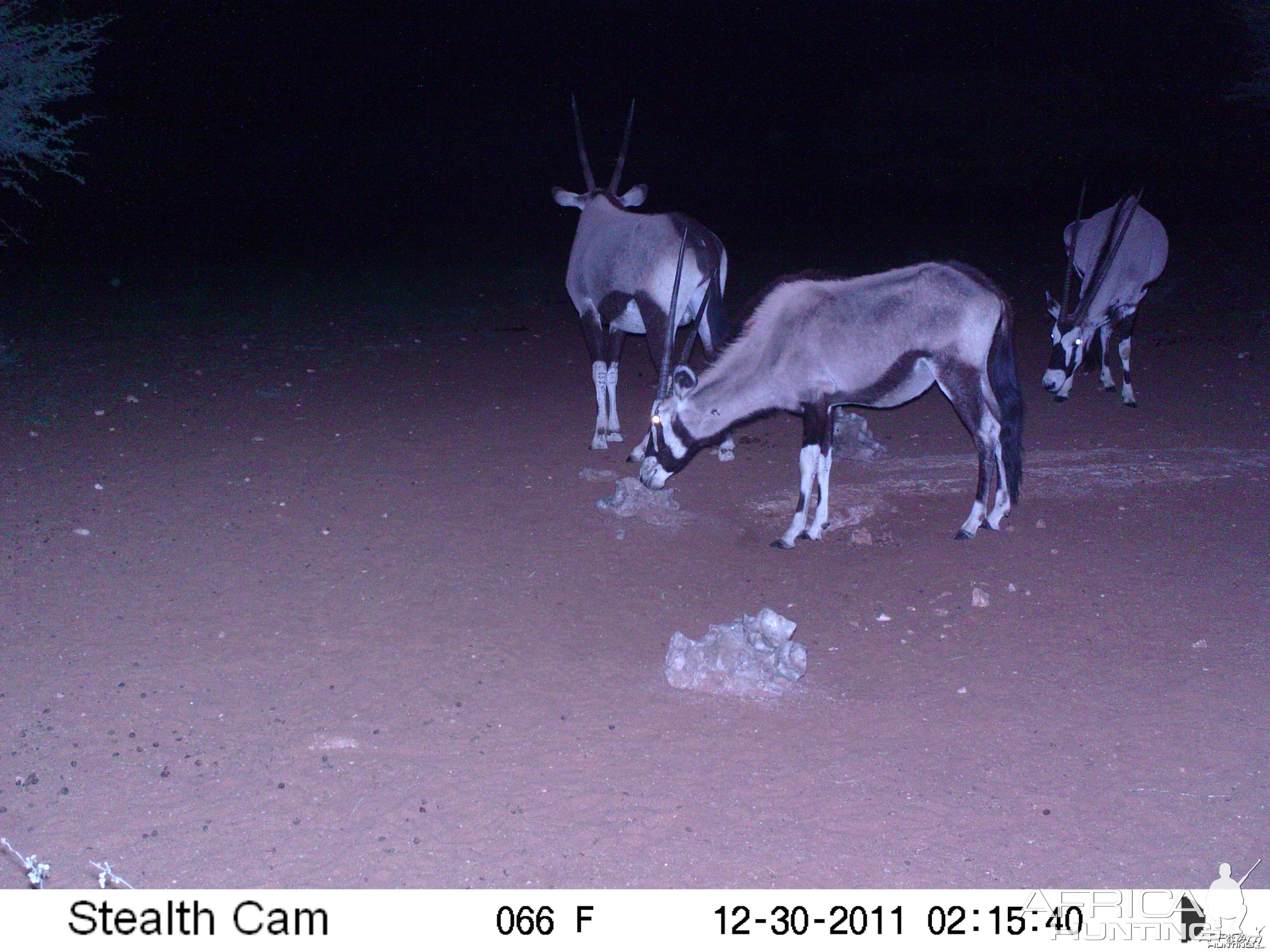 Trail Camera Namibia