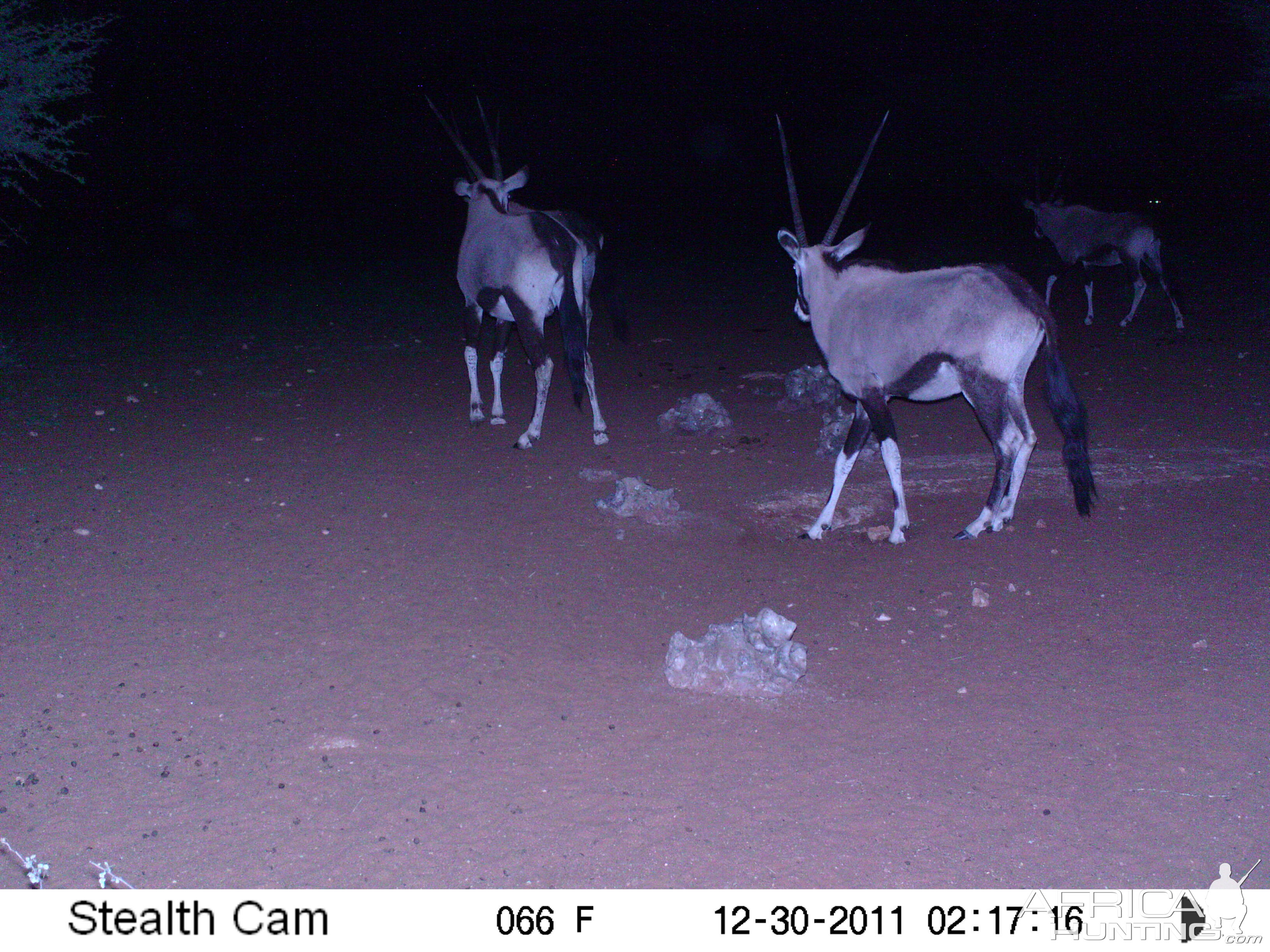 Trail Camera Namibia