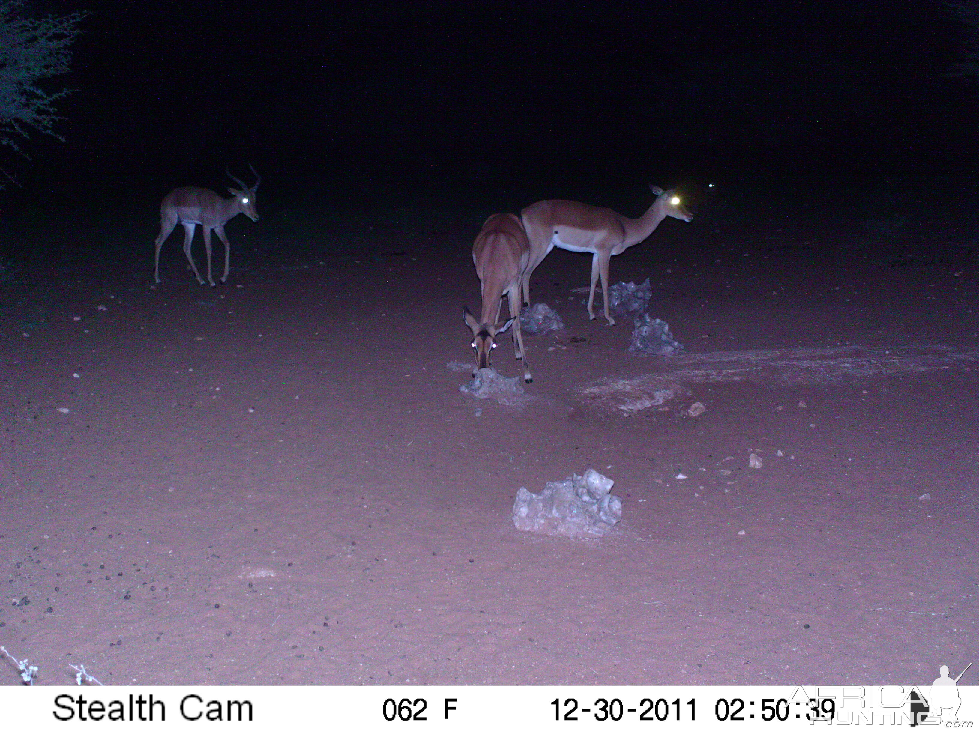 Trail Camera Namibia