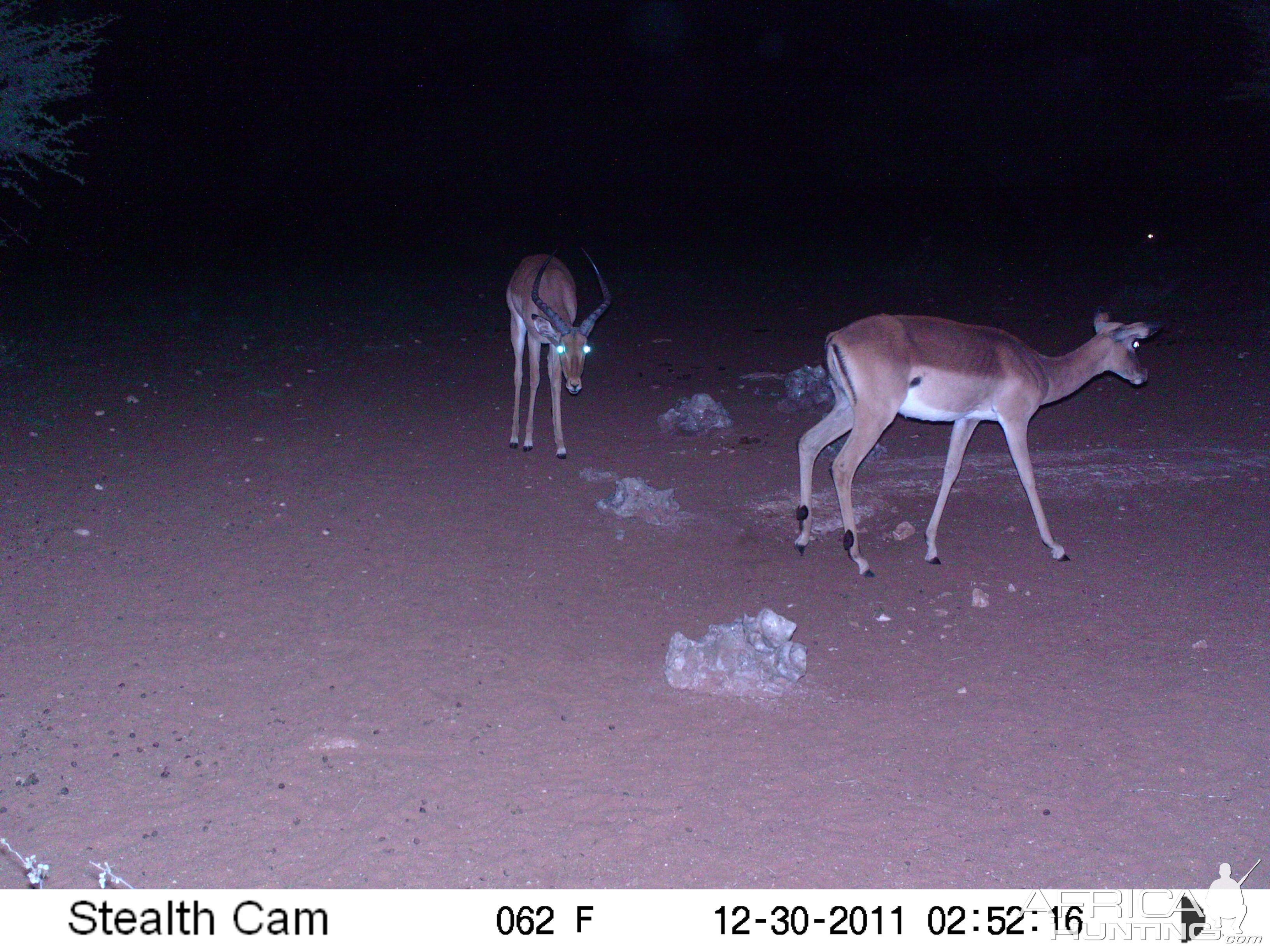 Trail Camera Namibia