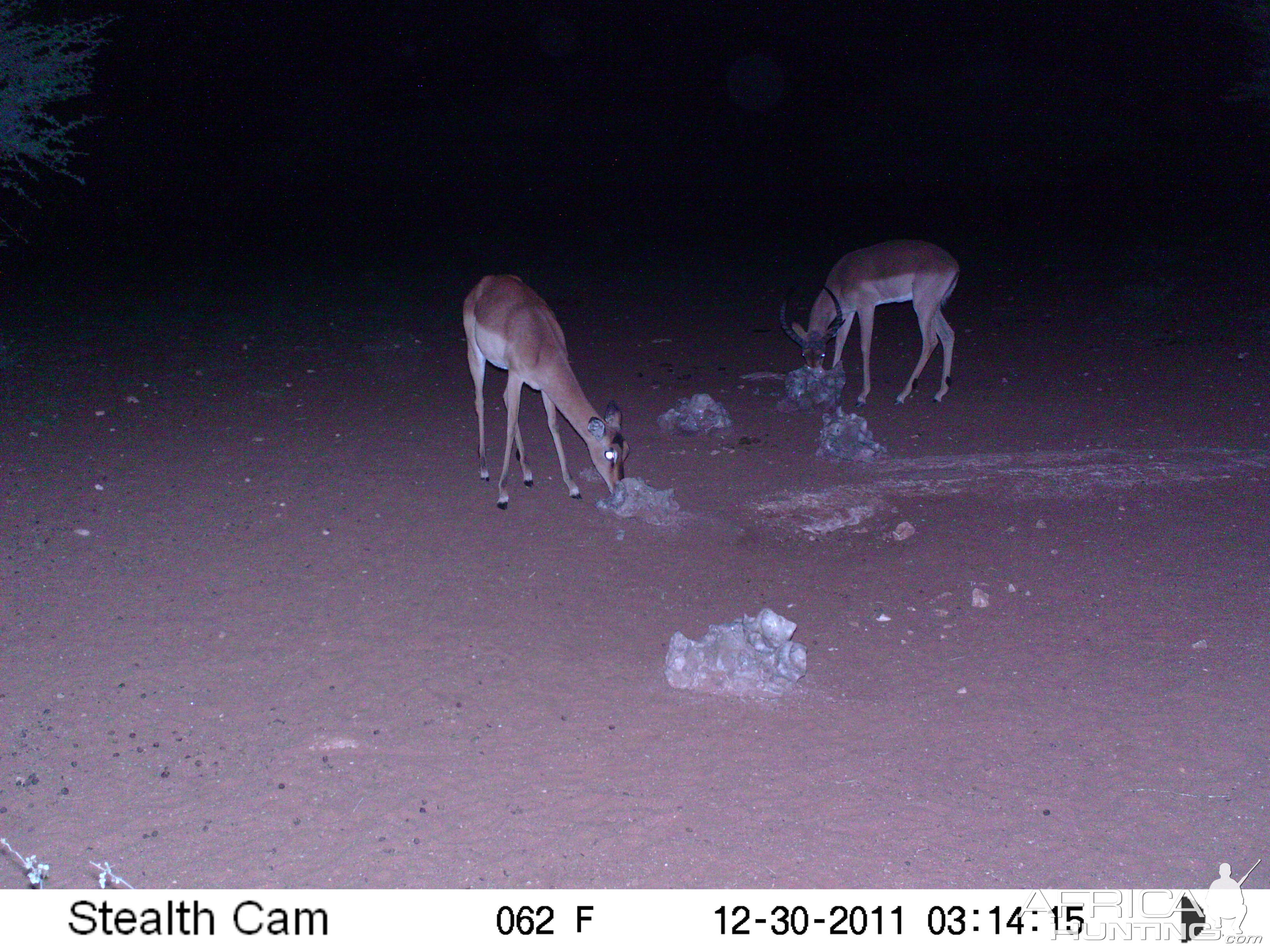 Trail Camera Namibia