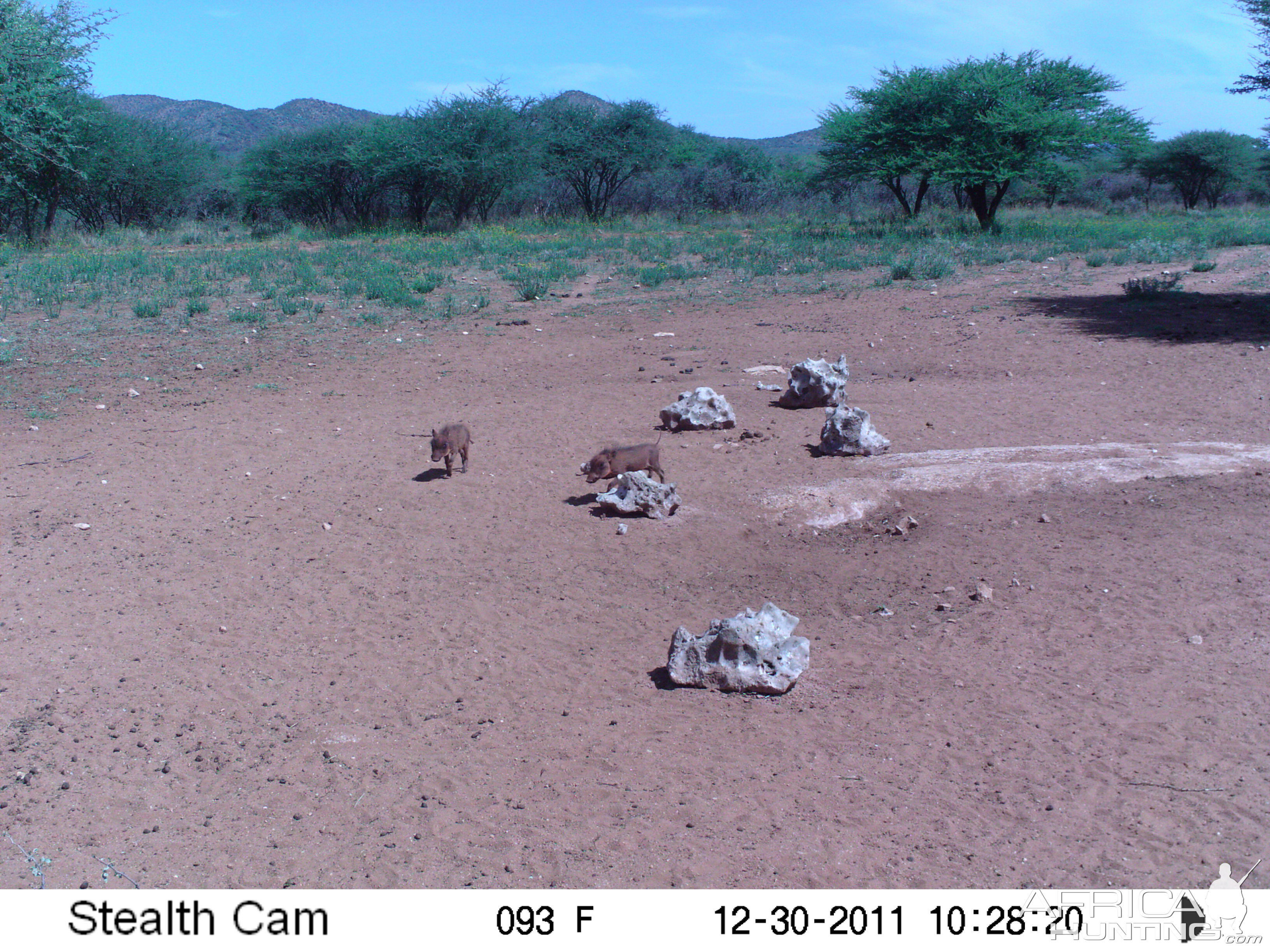 Trail Camera Namibia