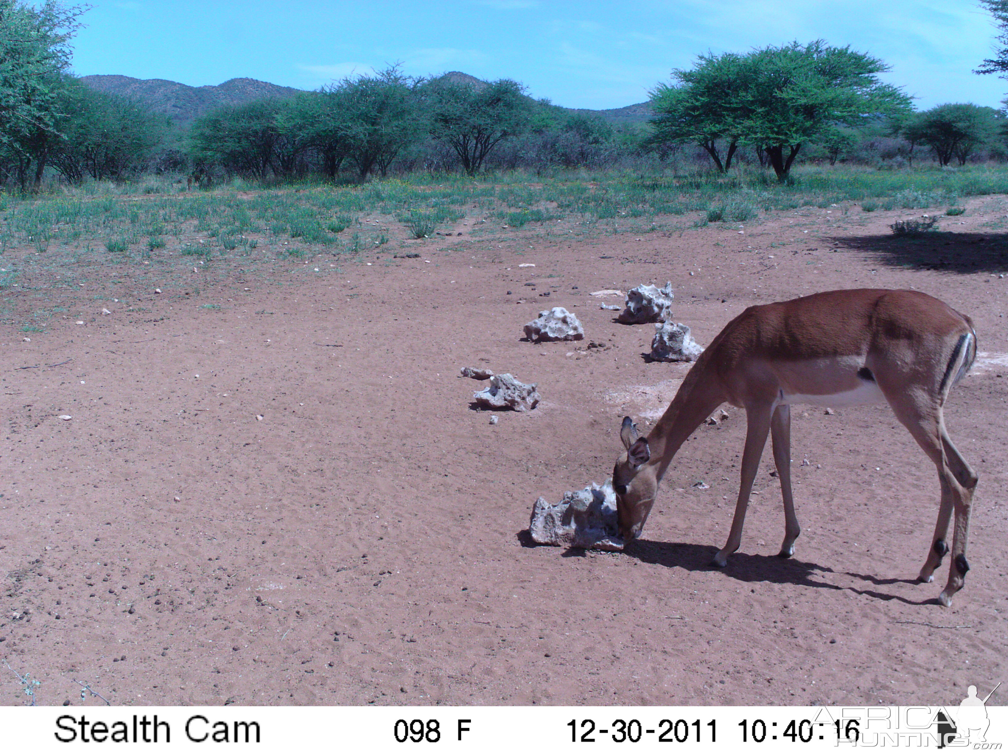 Trail Camera Namibia