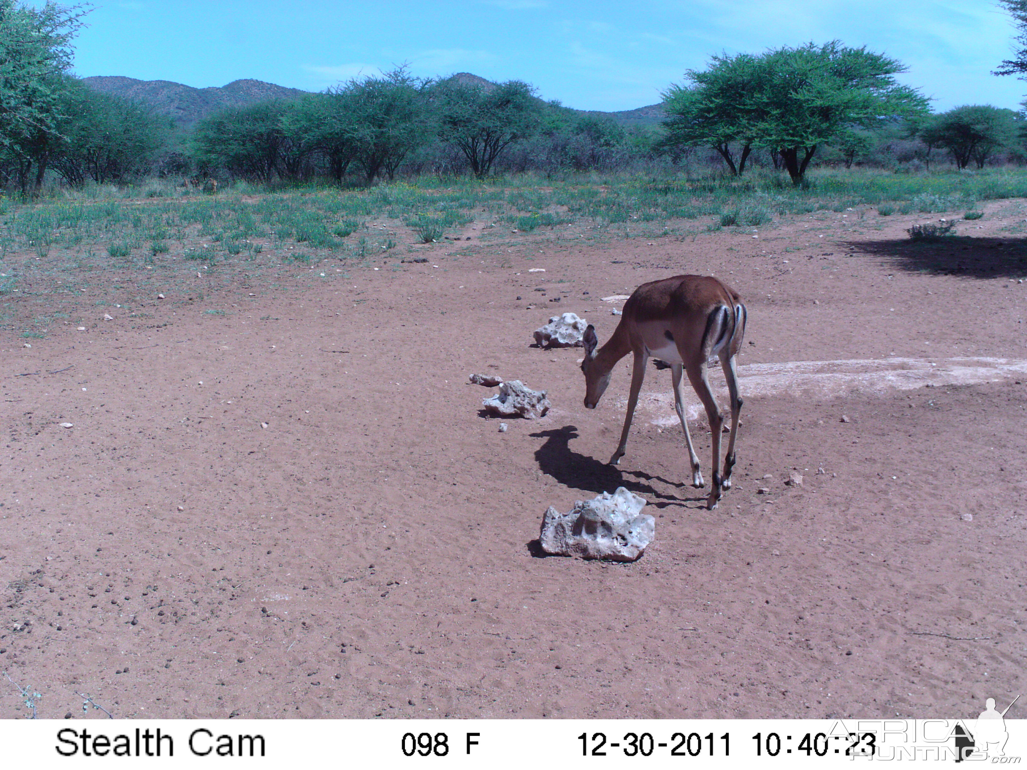 Trail Camera Namibia