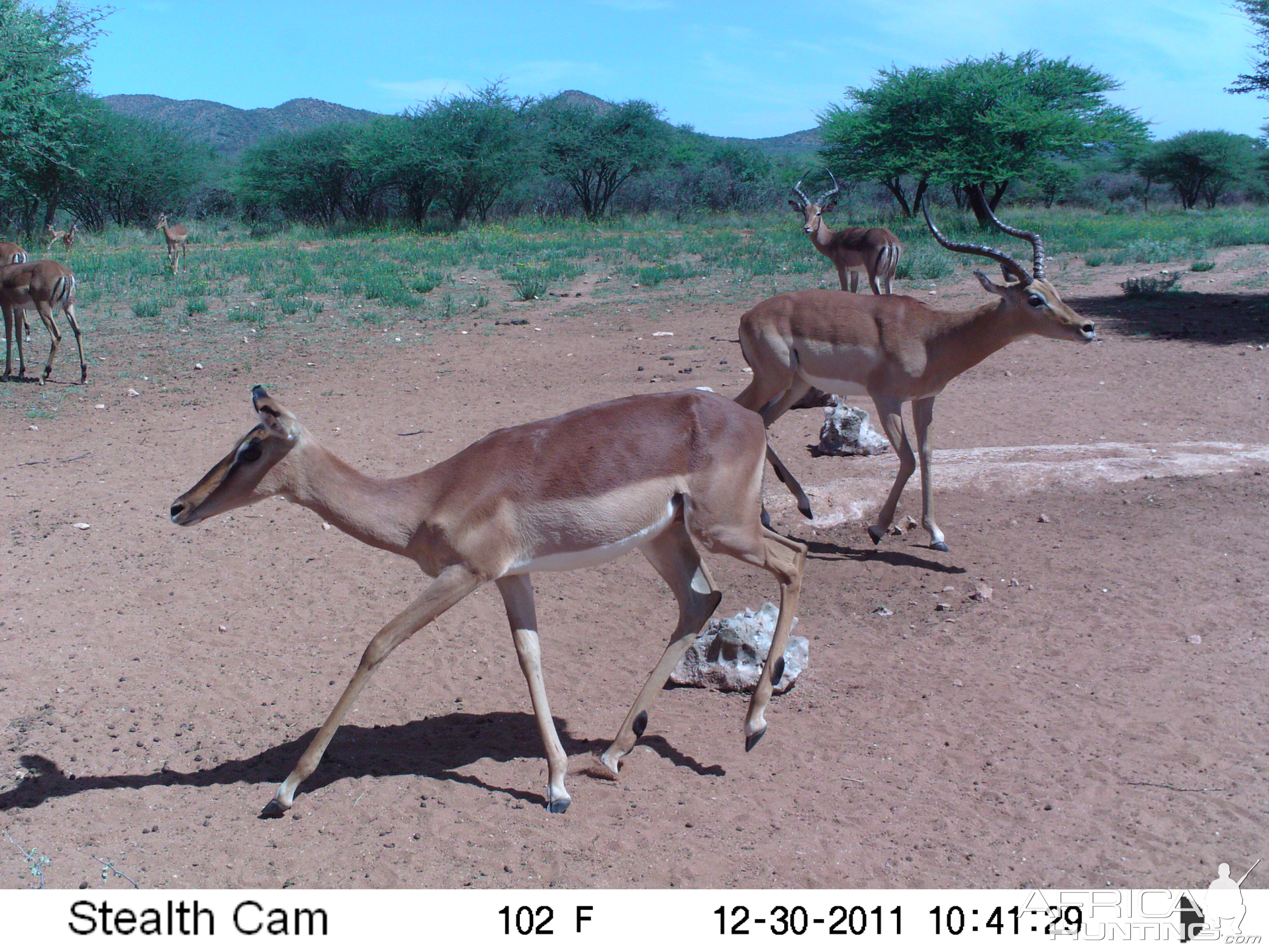 Trail Camera Namibia