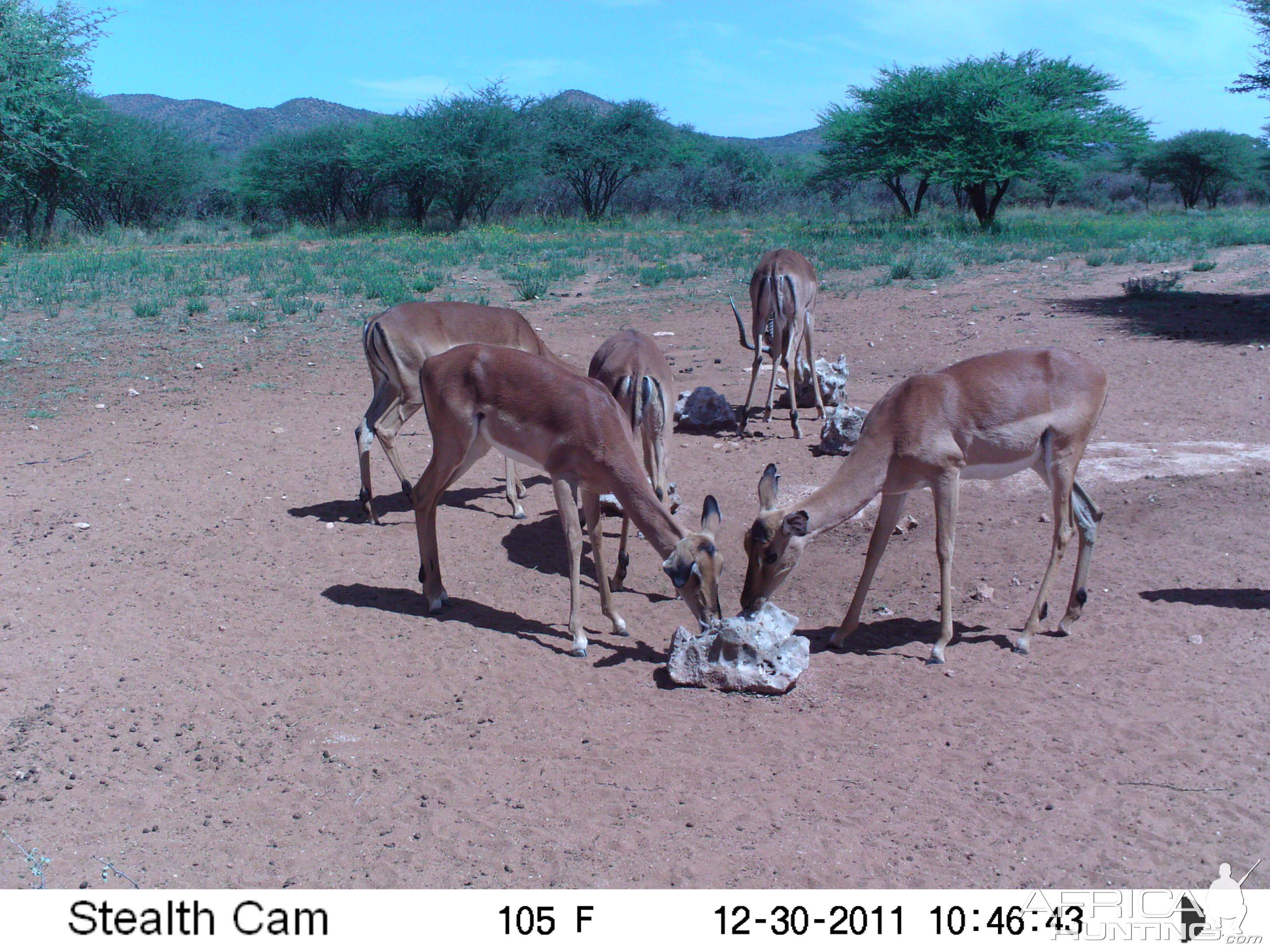 Trail Camera Namibia