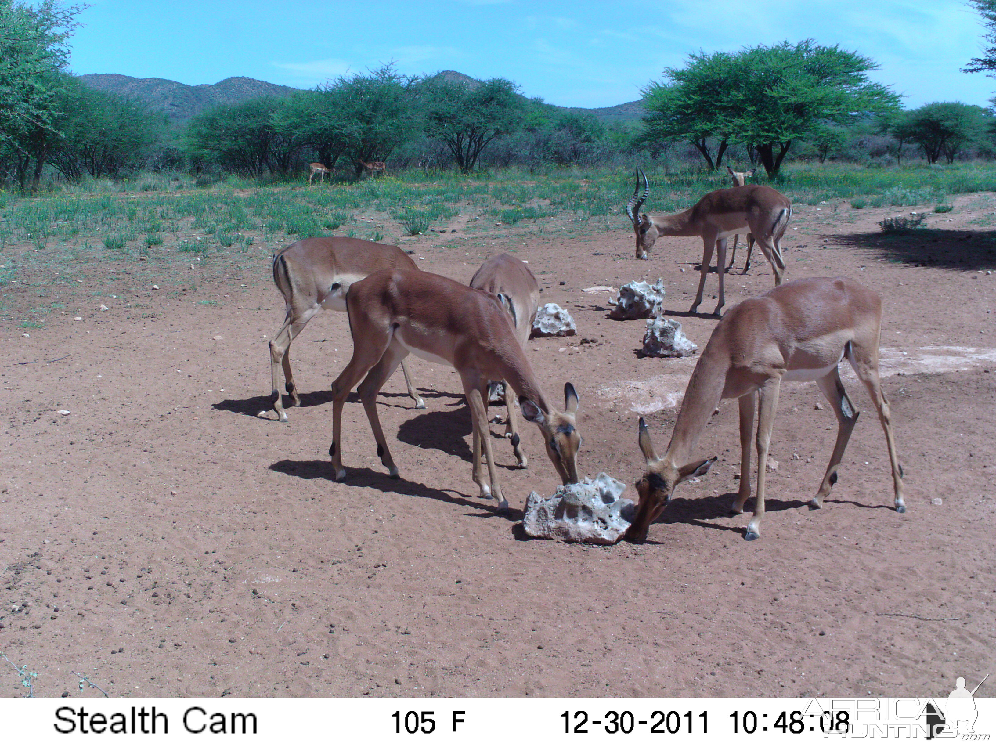 Trail Camera Namibia