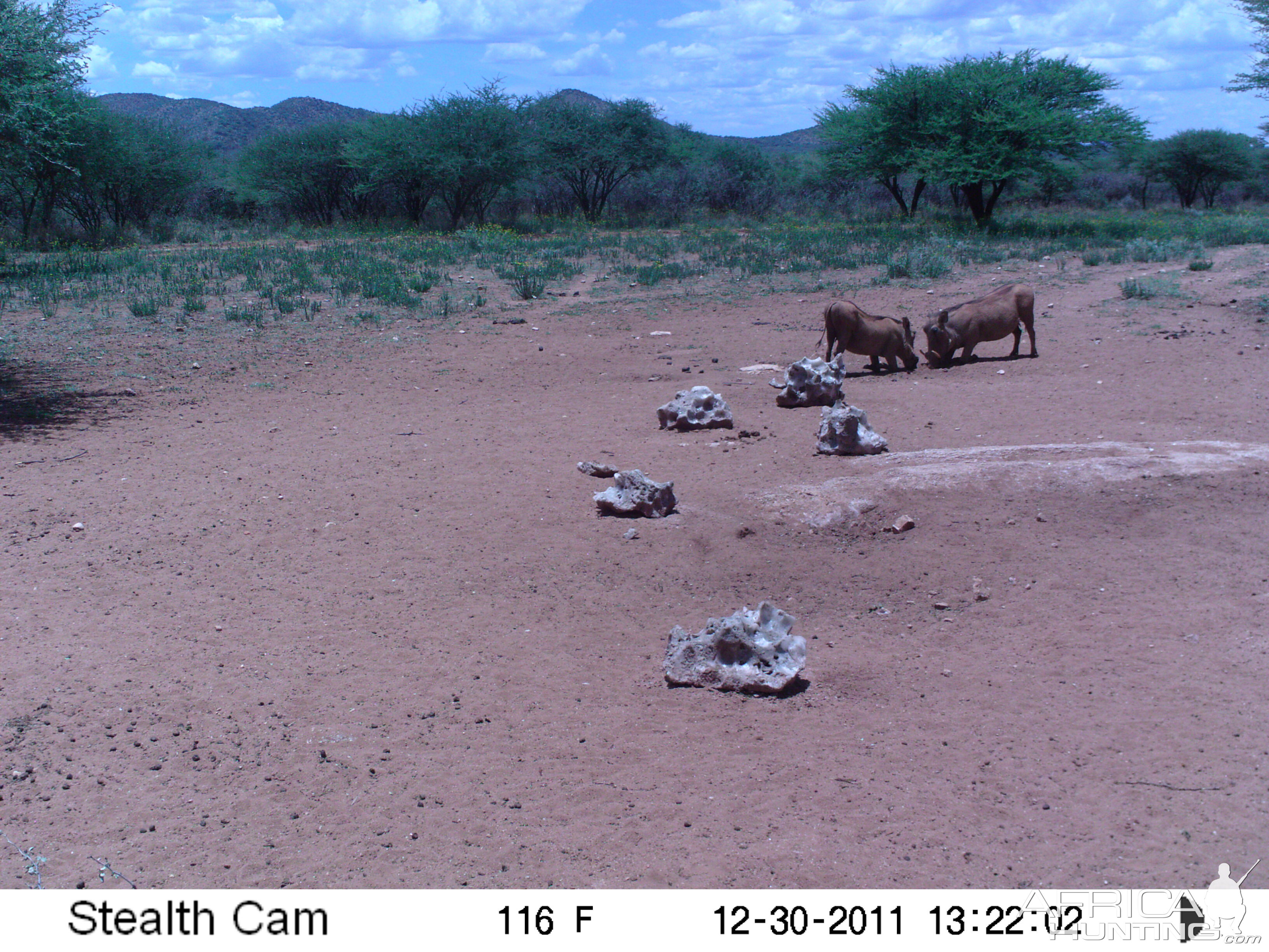 Trail Camera Namibia