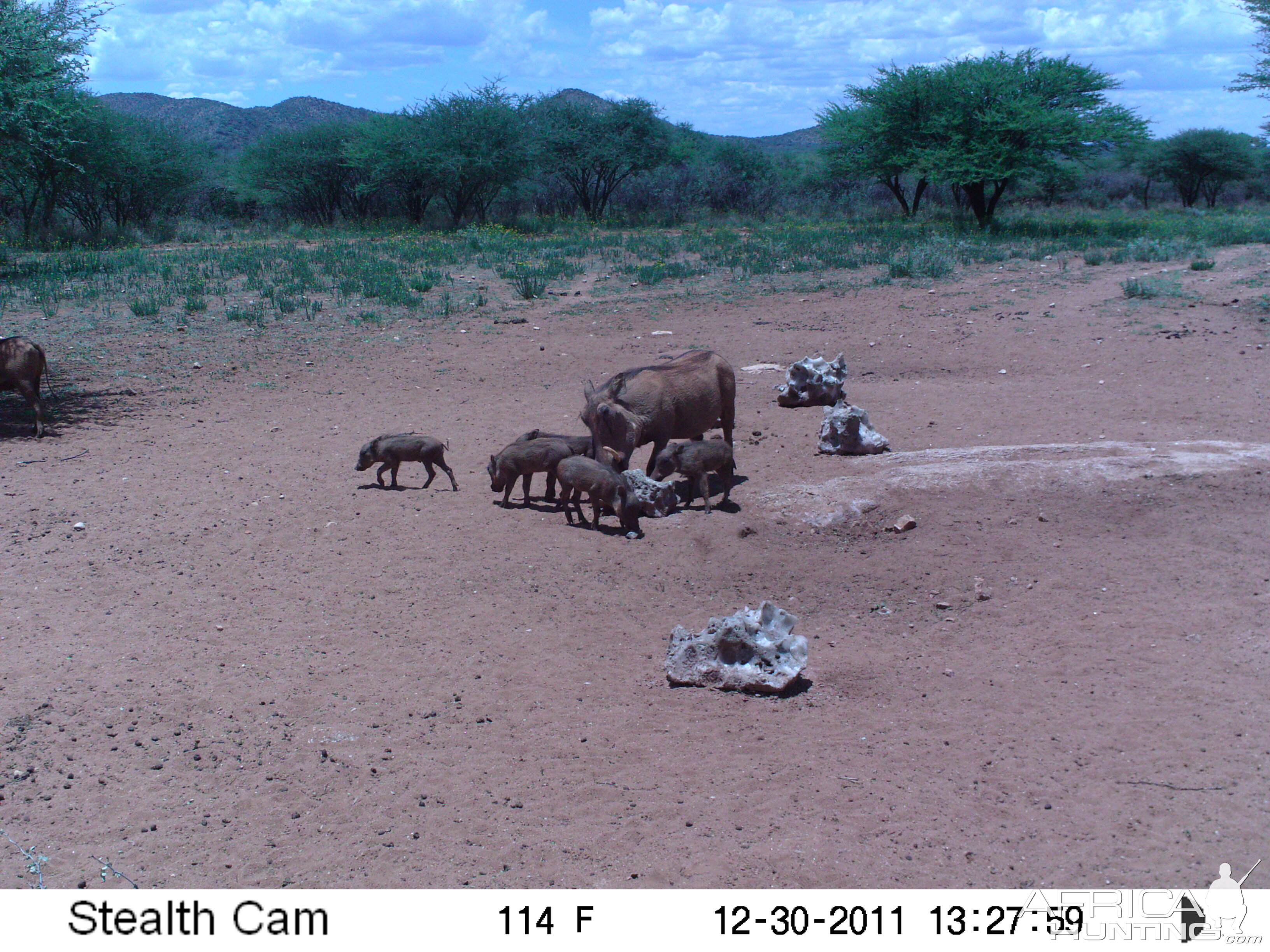 Trail Camera Namibia