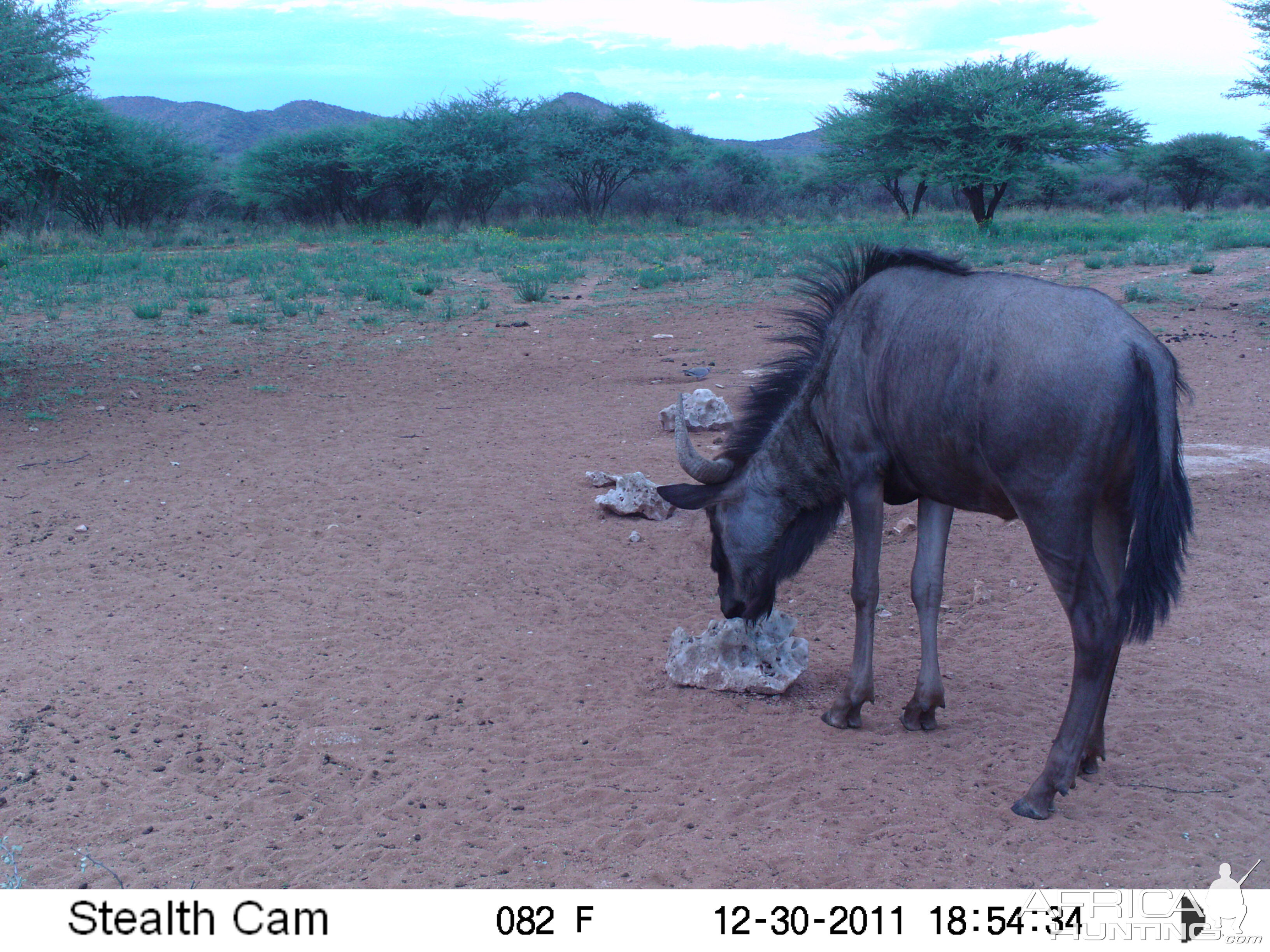 Trail Camera Namibia