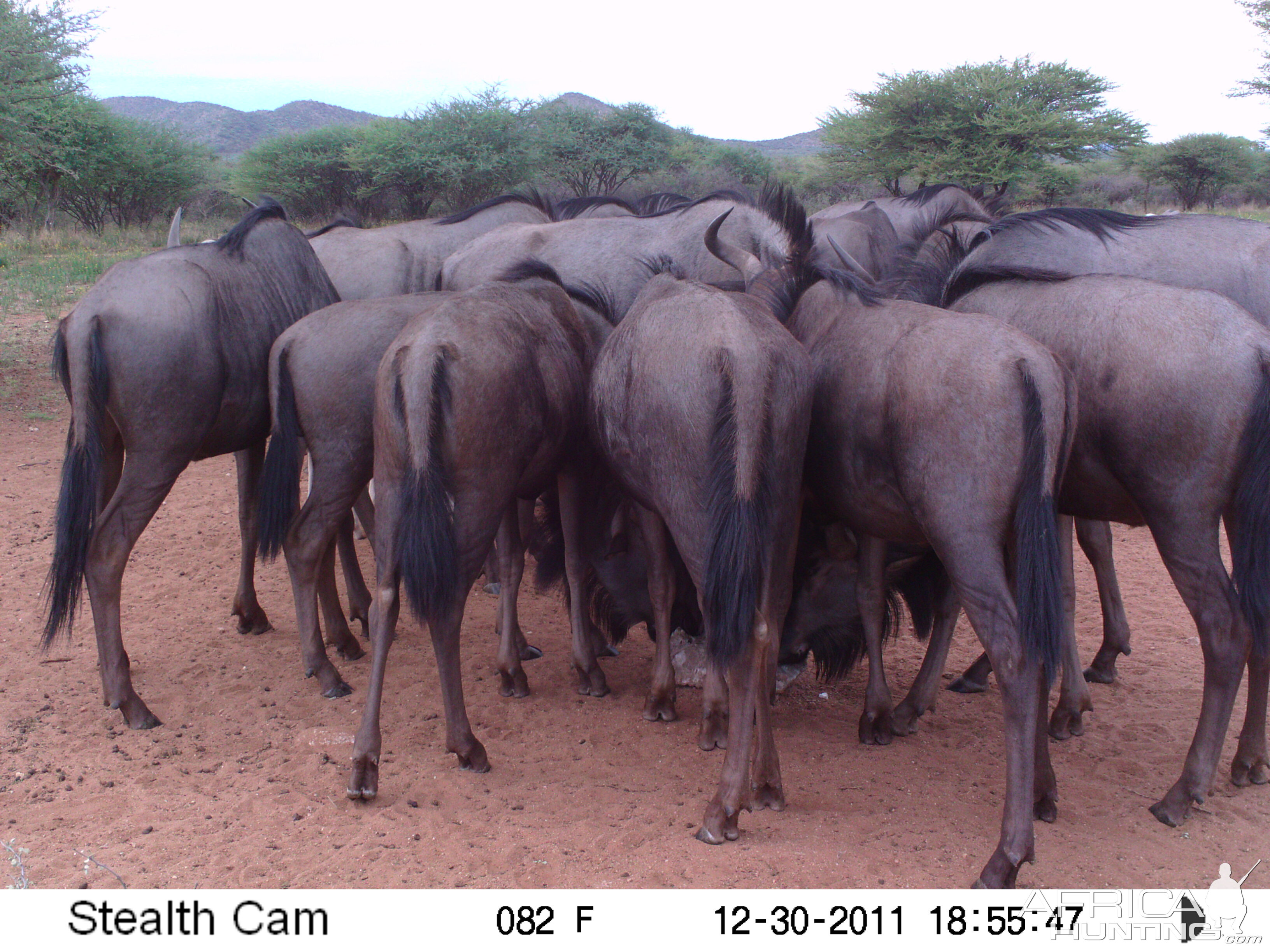 Trail Camera Namibia