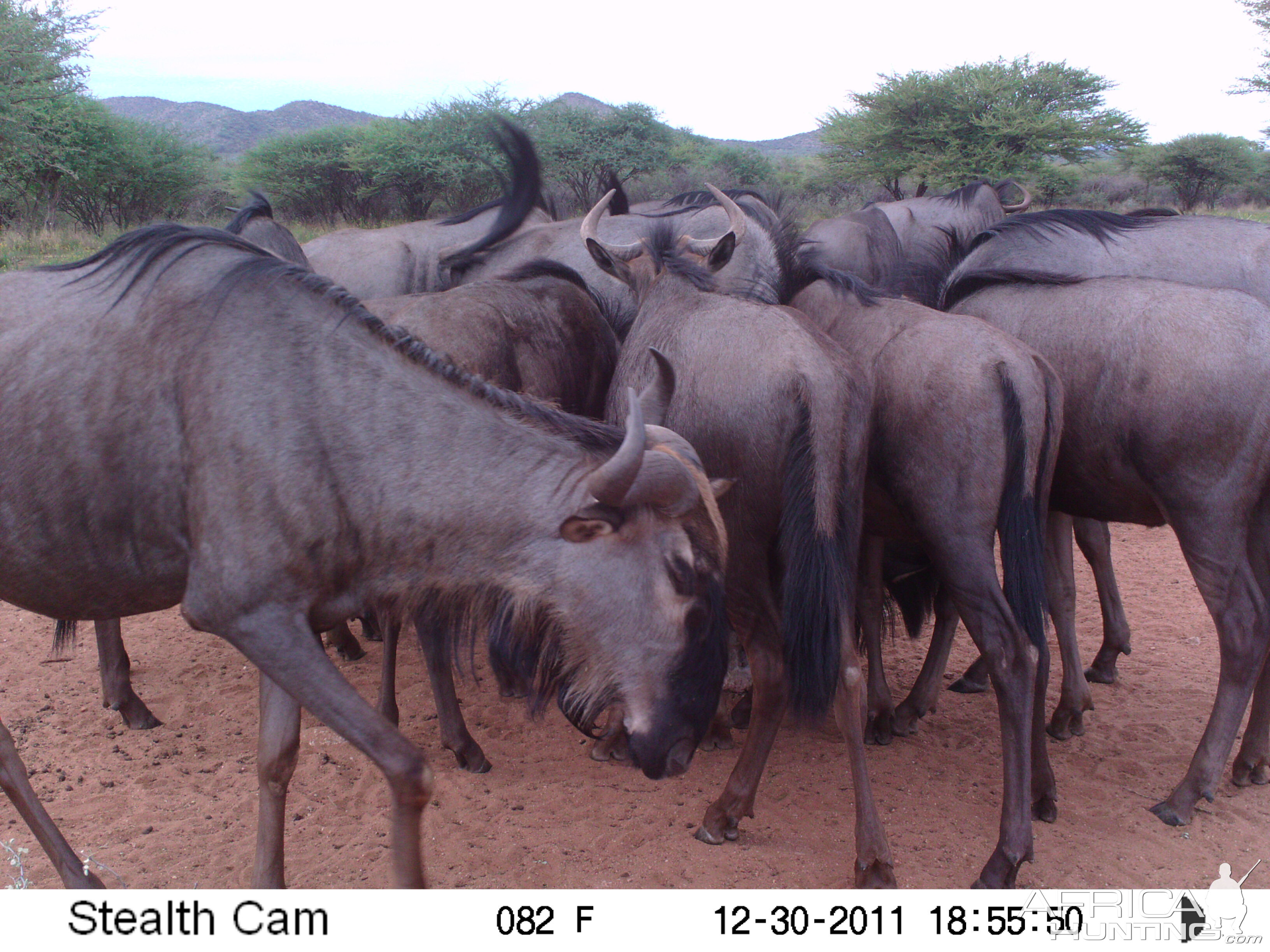 Trail Camera Namibia