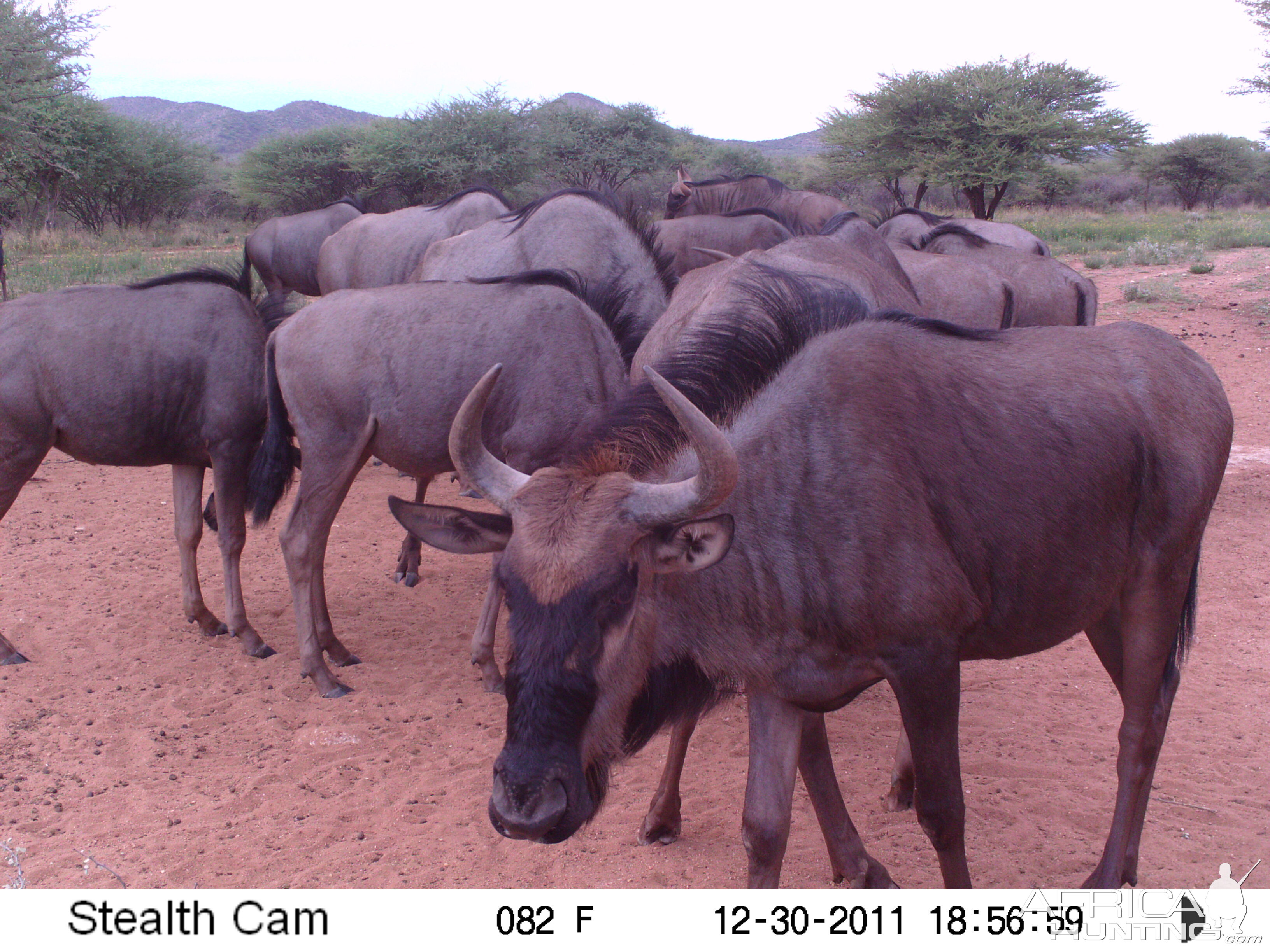 Trail Camera Namibia