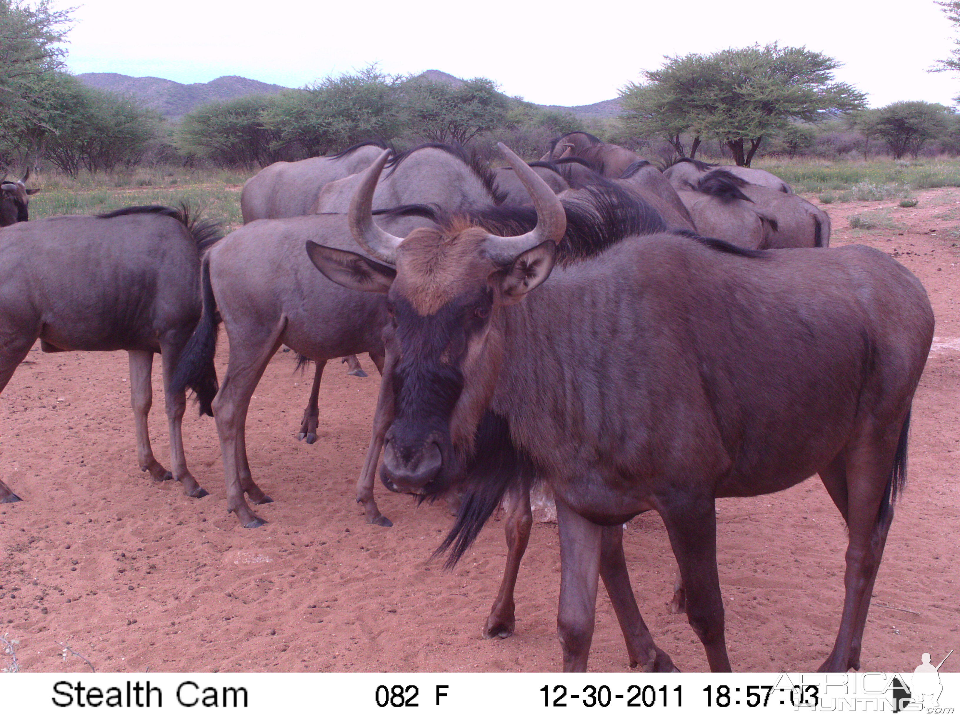 Trail Camera Namibia