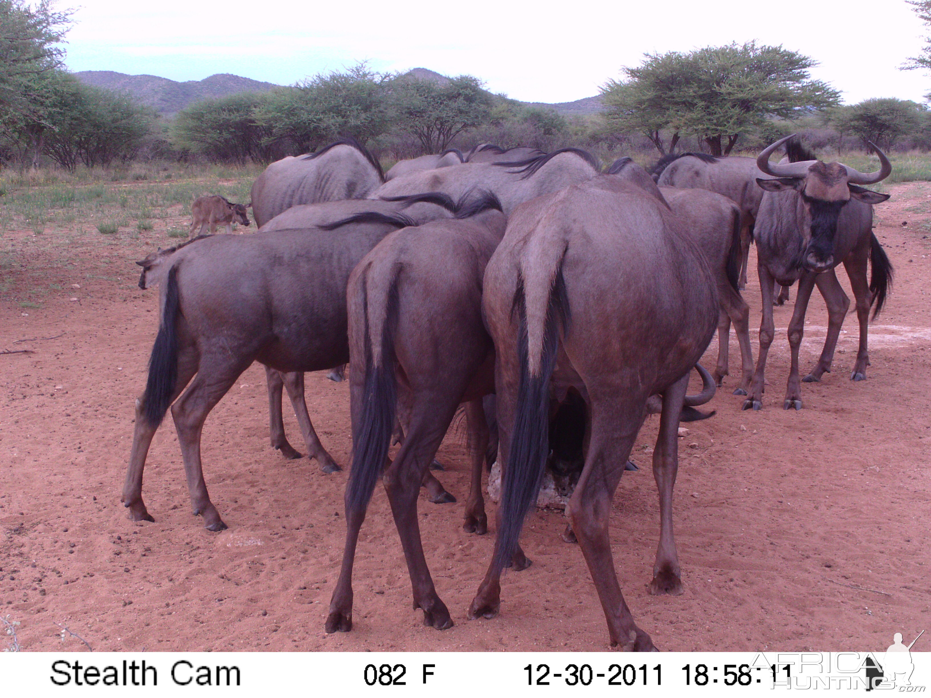 Trail Camera Namibia