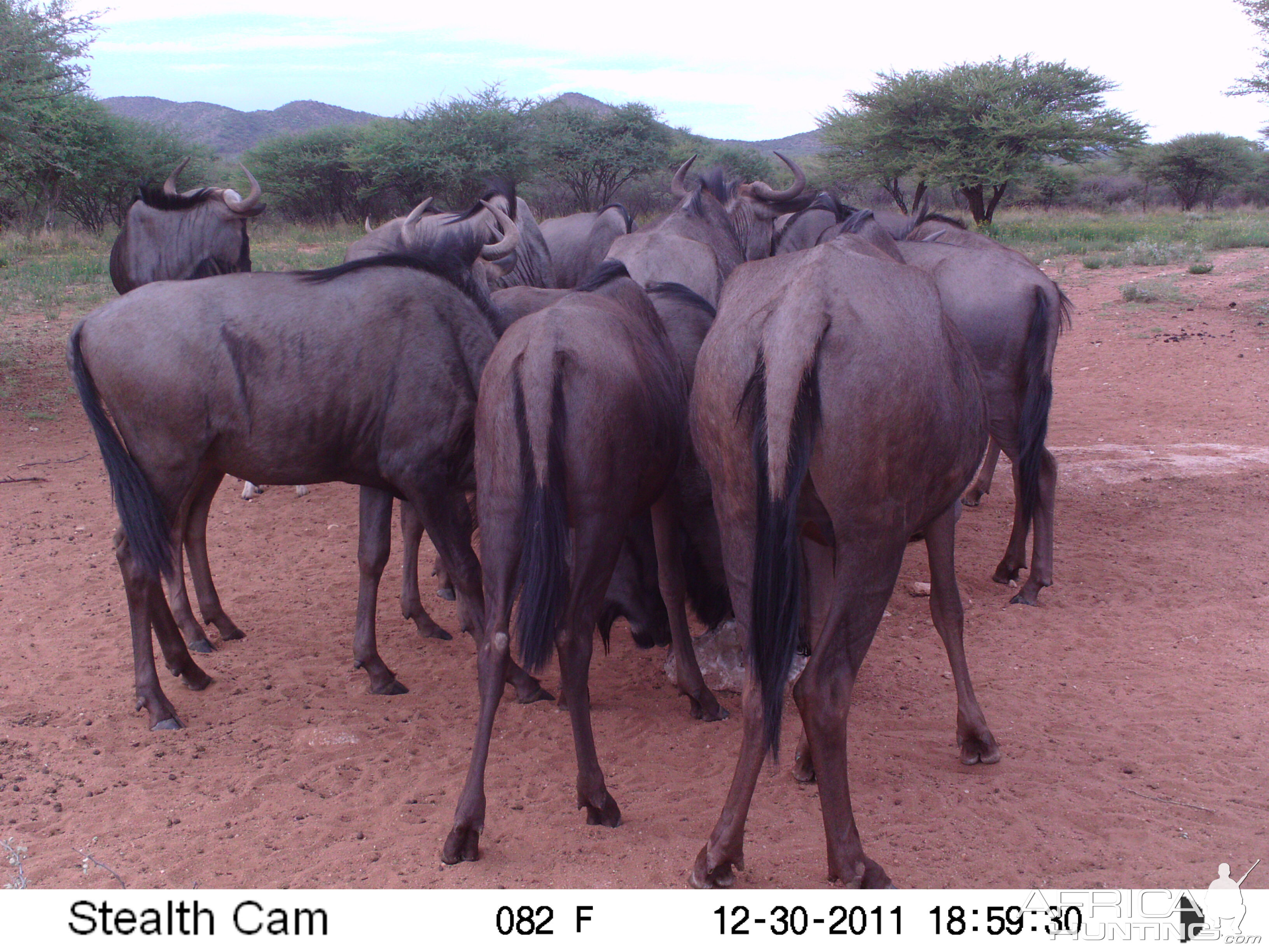 Trail Camera Namibia