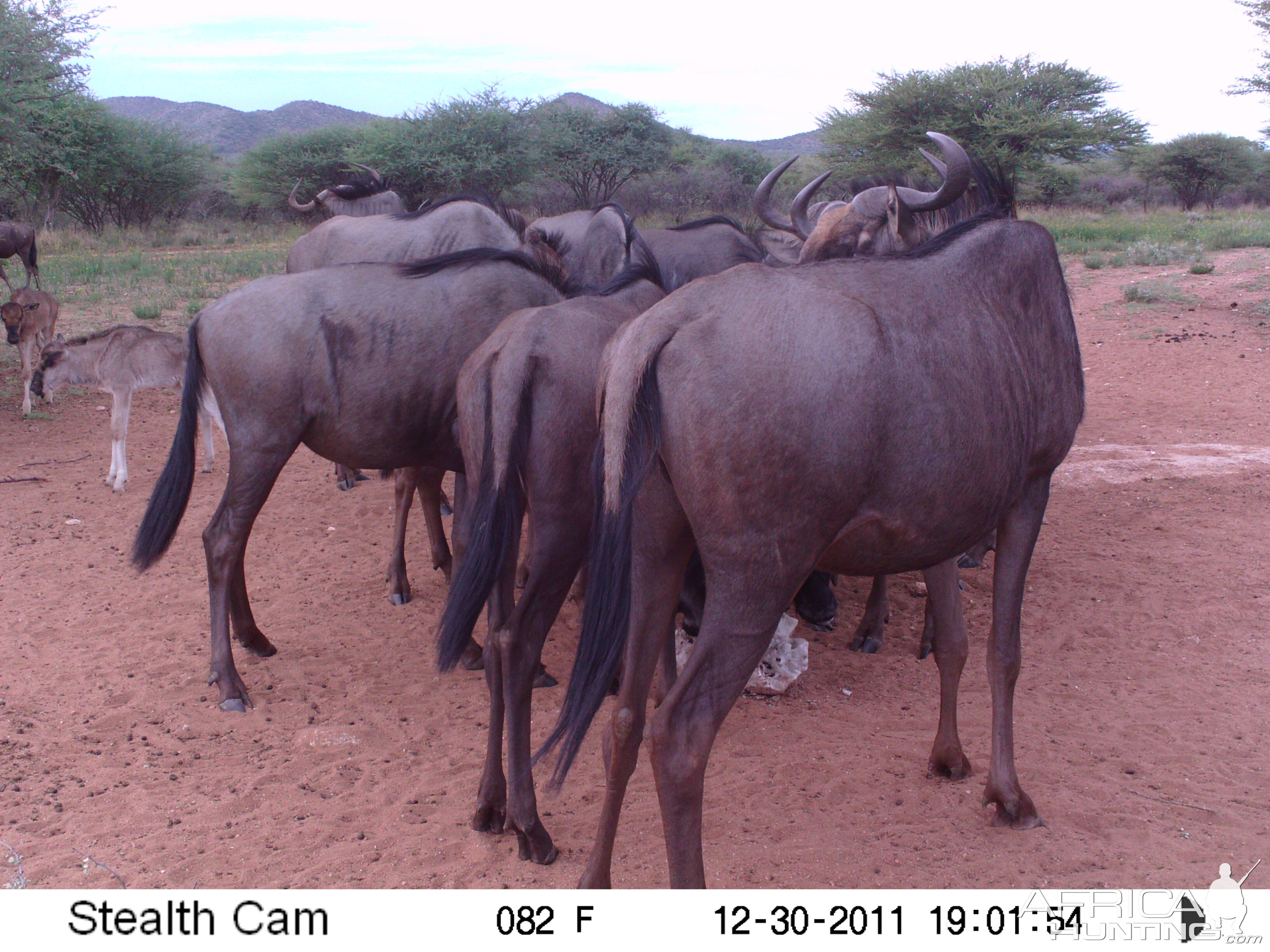 Trail Camera Namibia