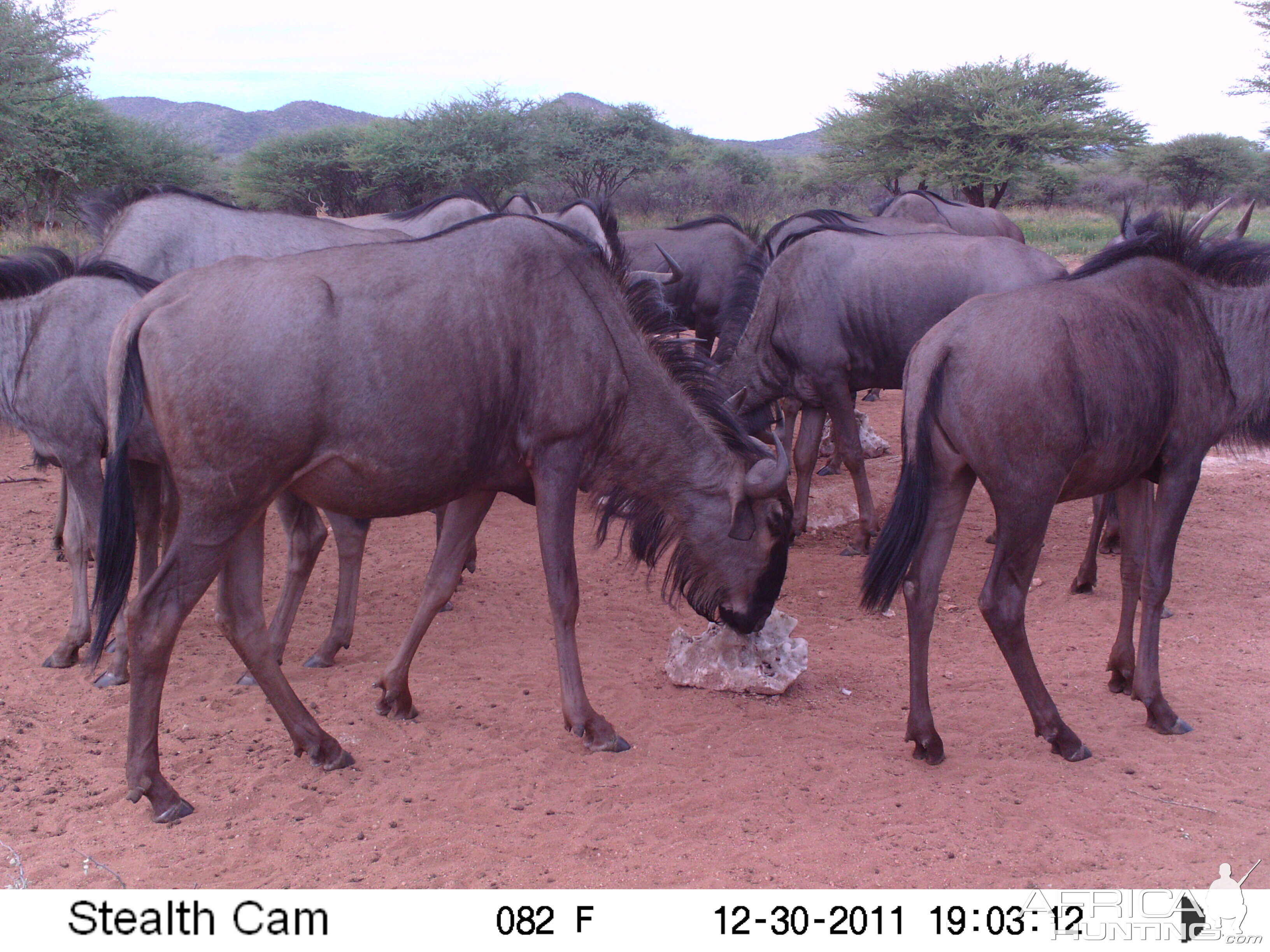 Trail Camera Namibia