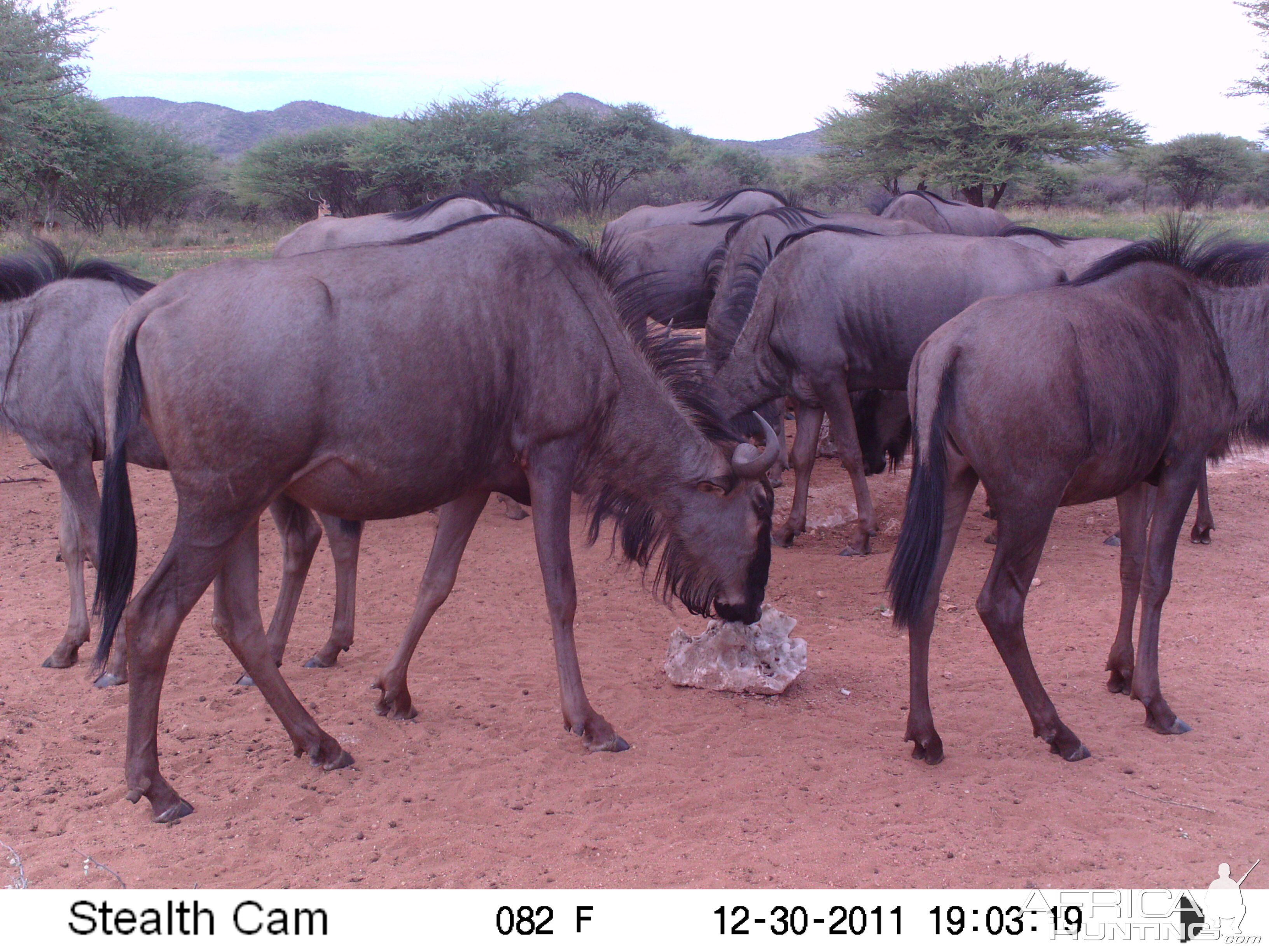 Trail Camera Namibia