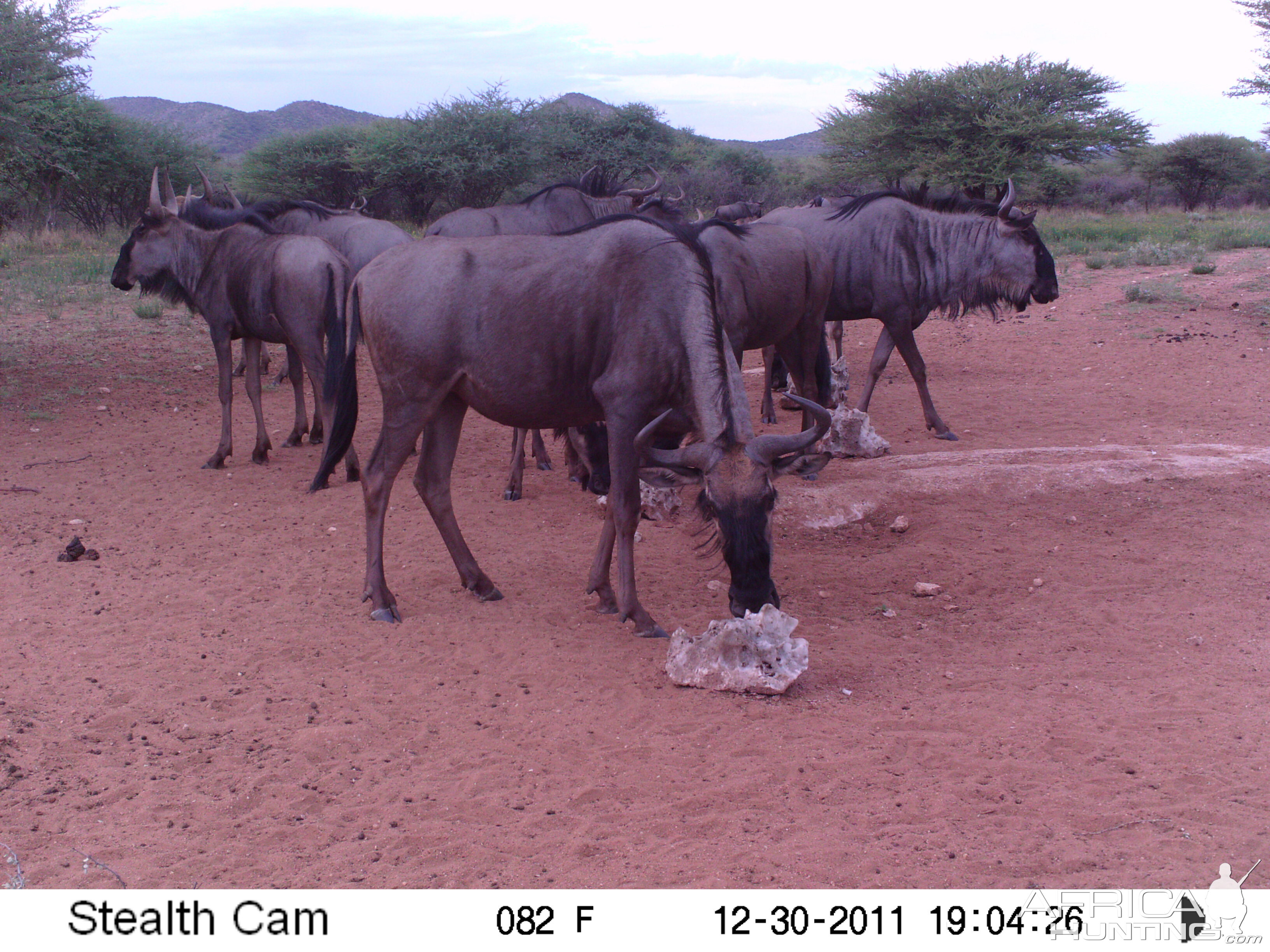 Trail Camera Namibia