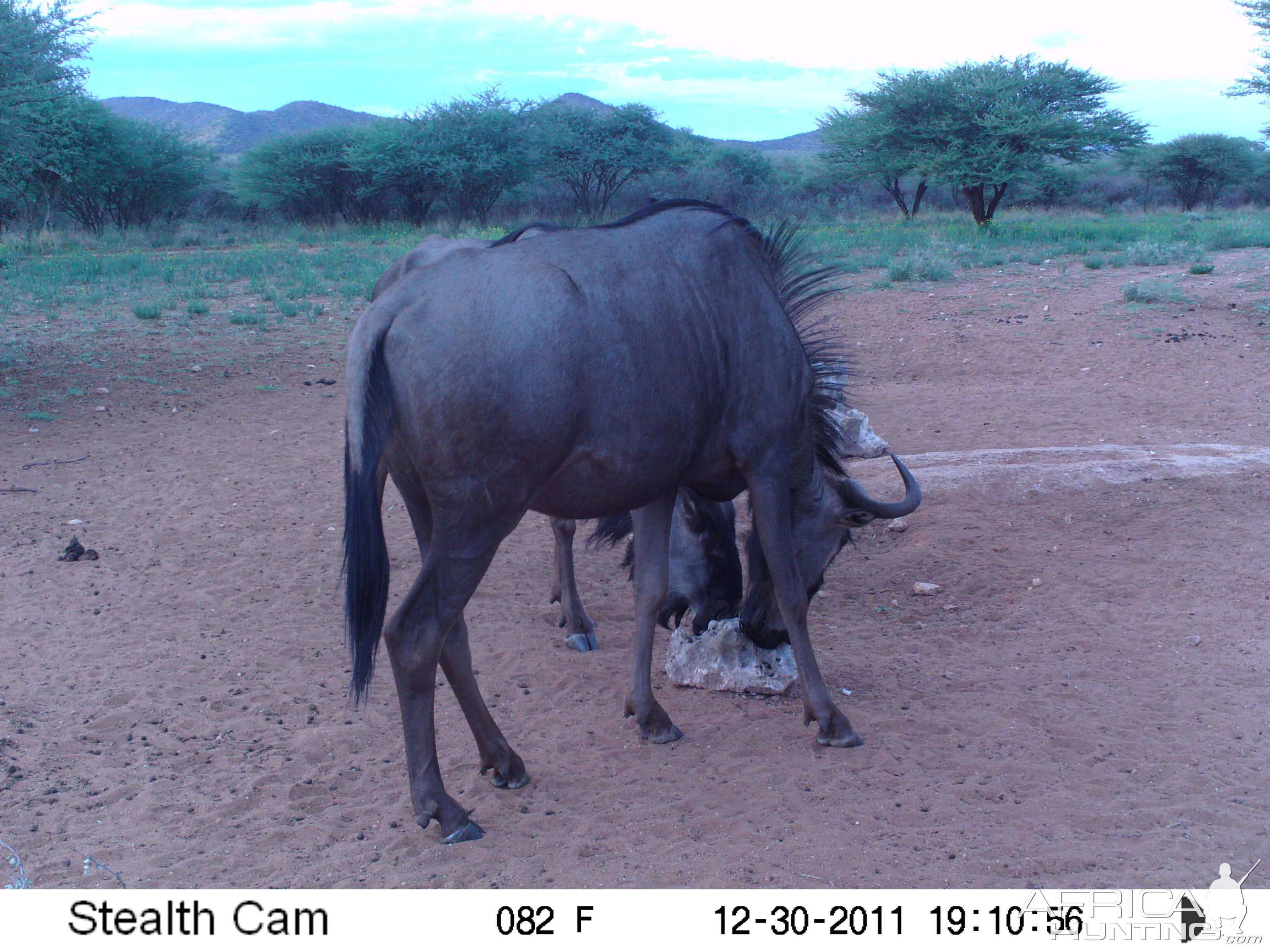 Trail Camera Namibia