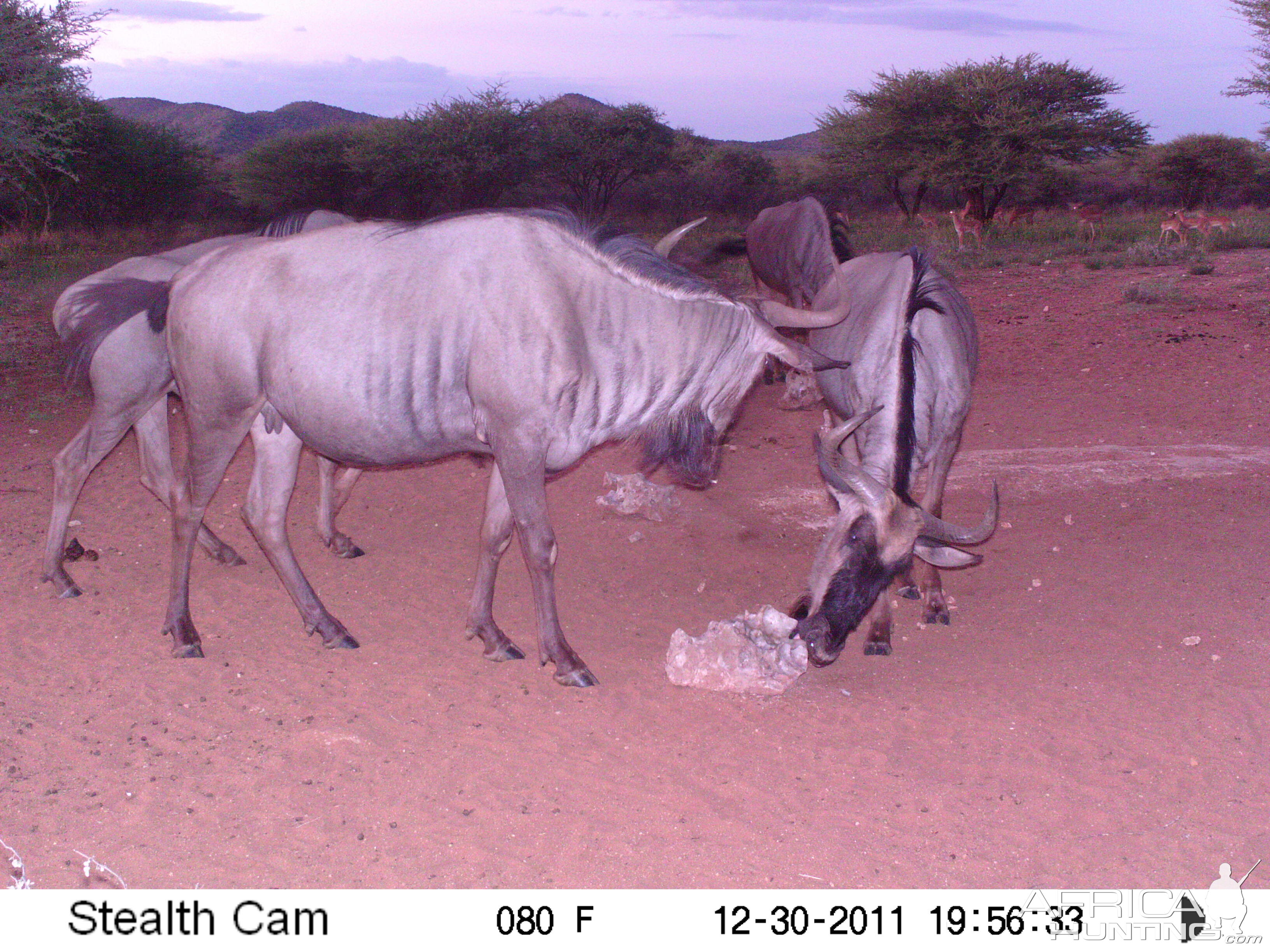 Trail Camera Namibia