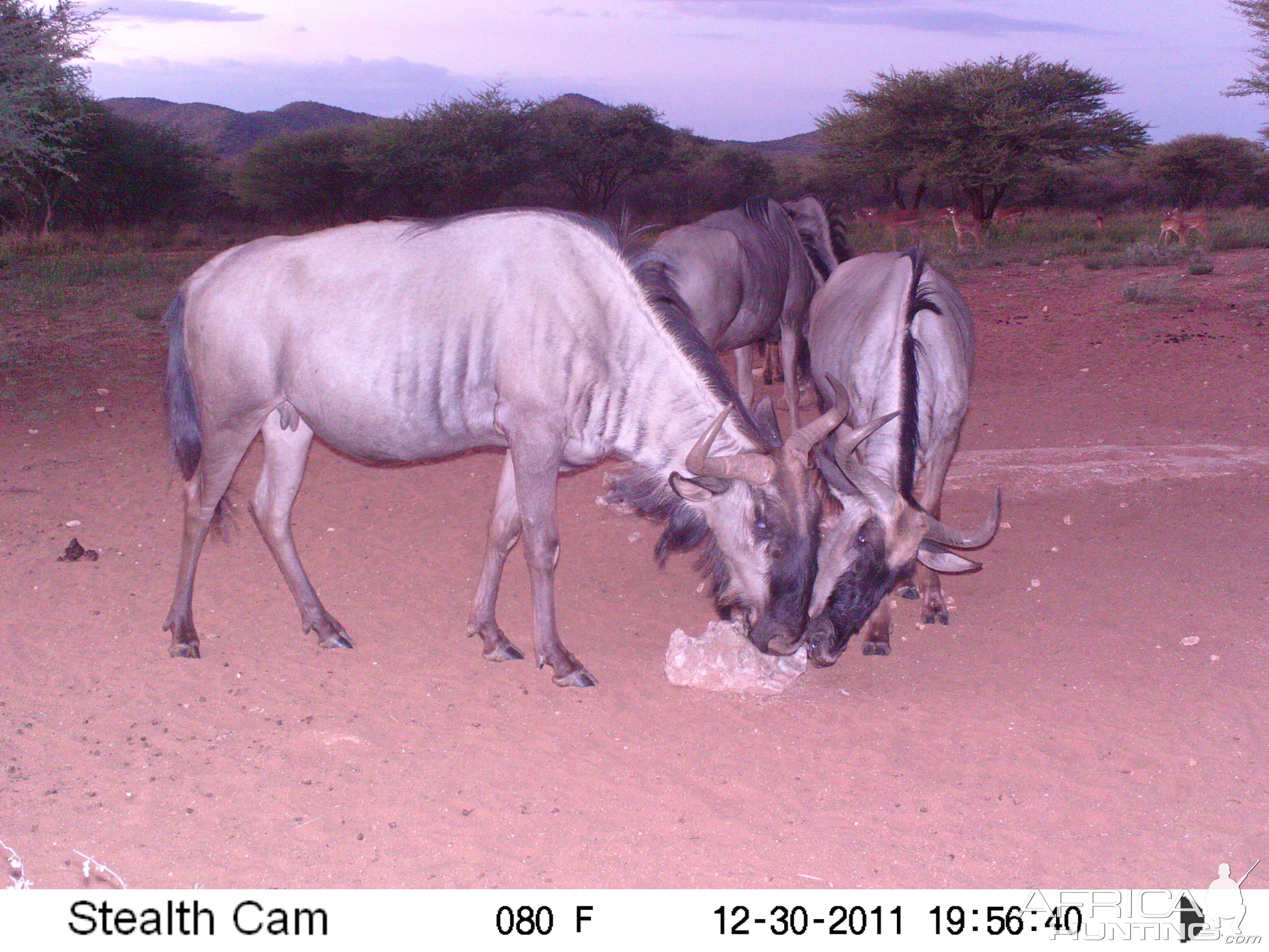 Trail Camera Namibia