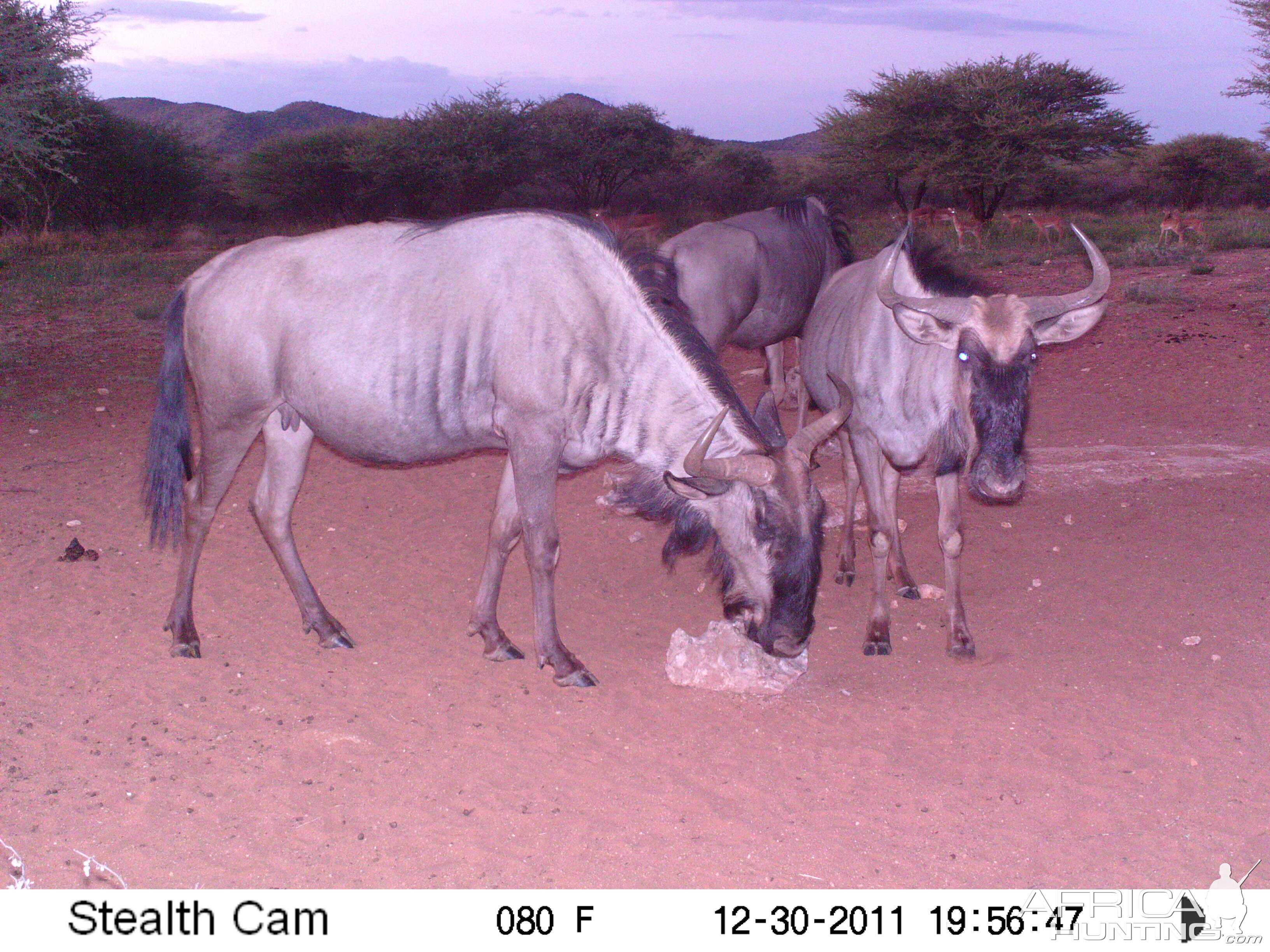 Trail Camera Namibia