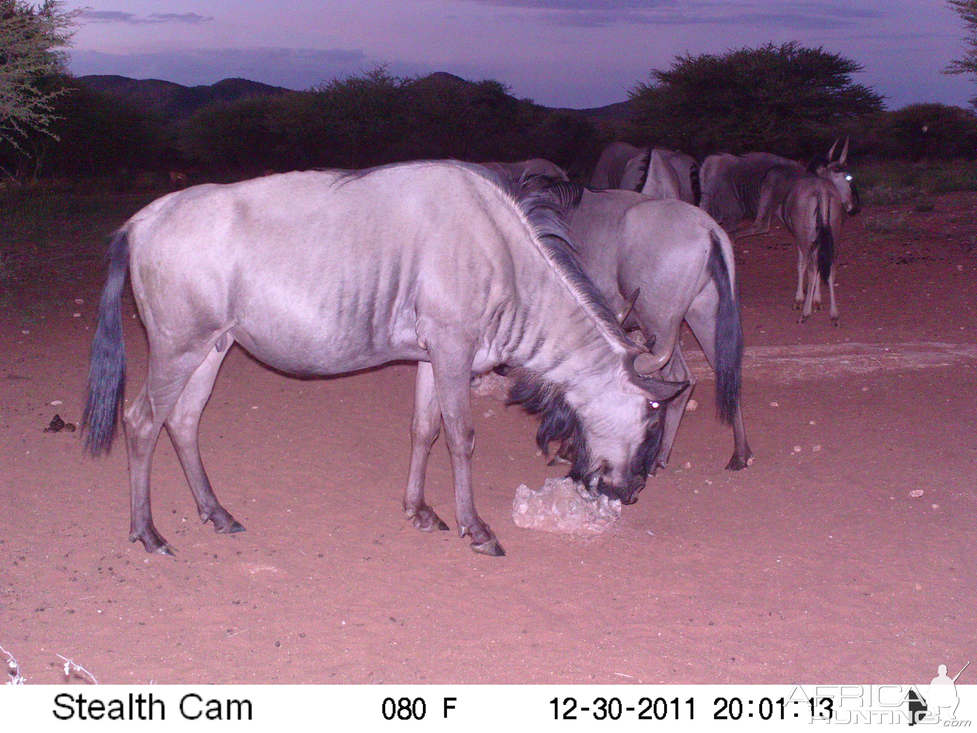 Trail Camera Namibia