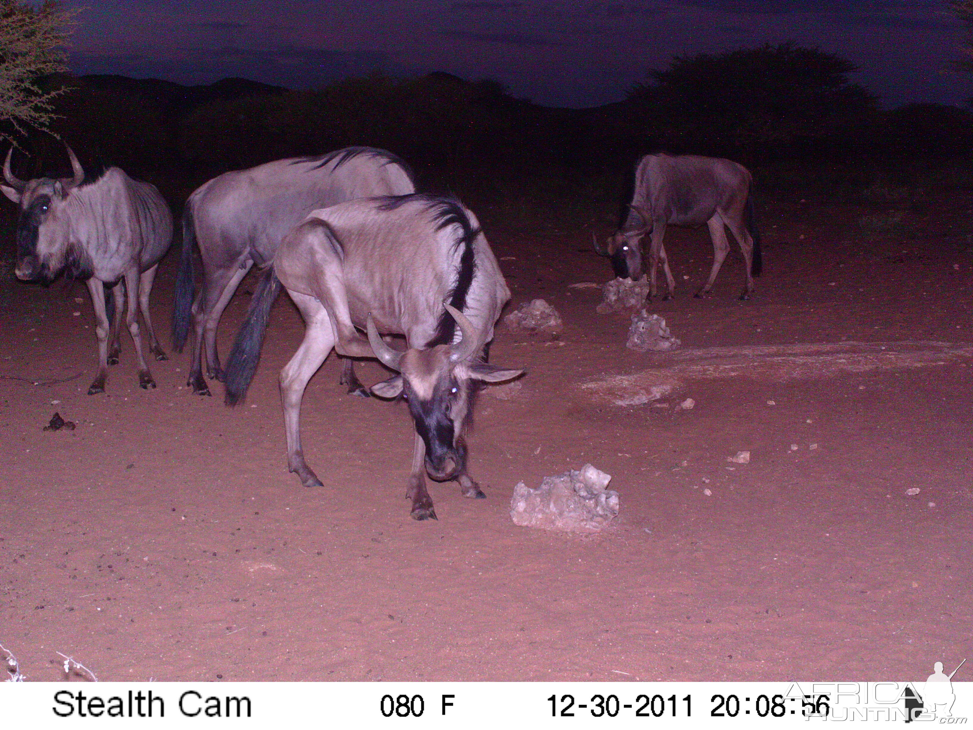 Trail Camera Namibia