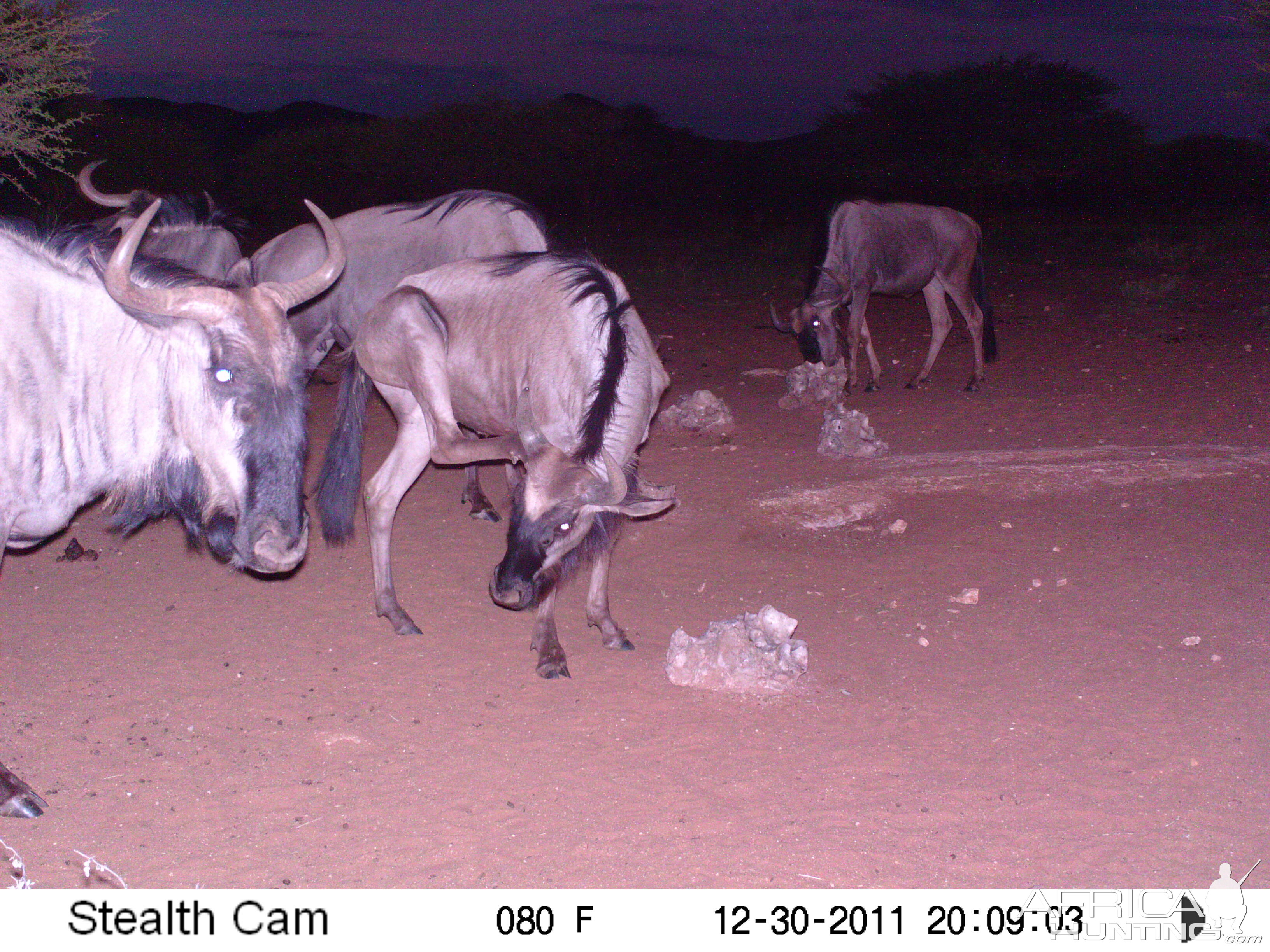 Trail Camera Namibia