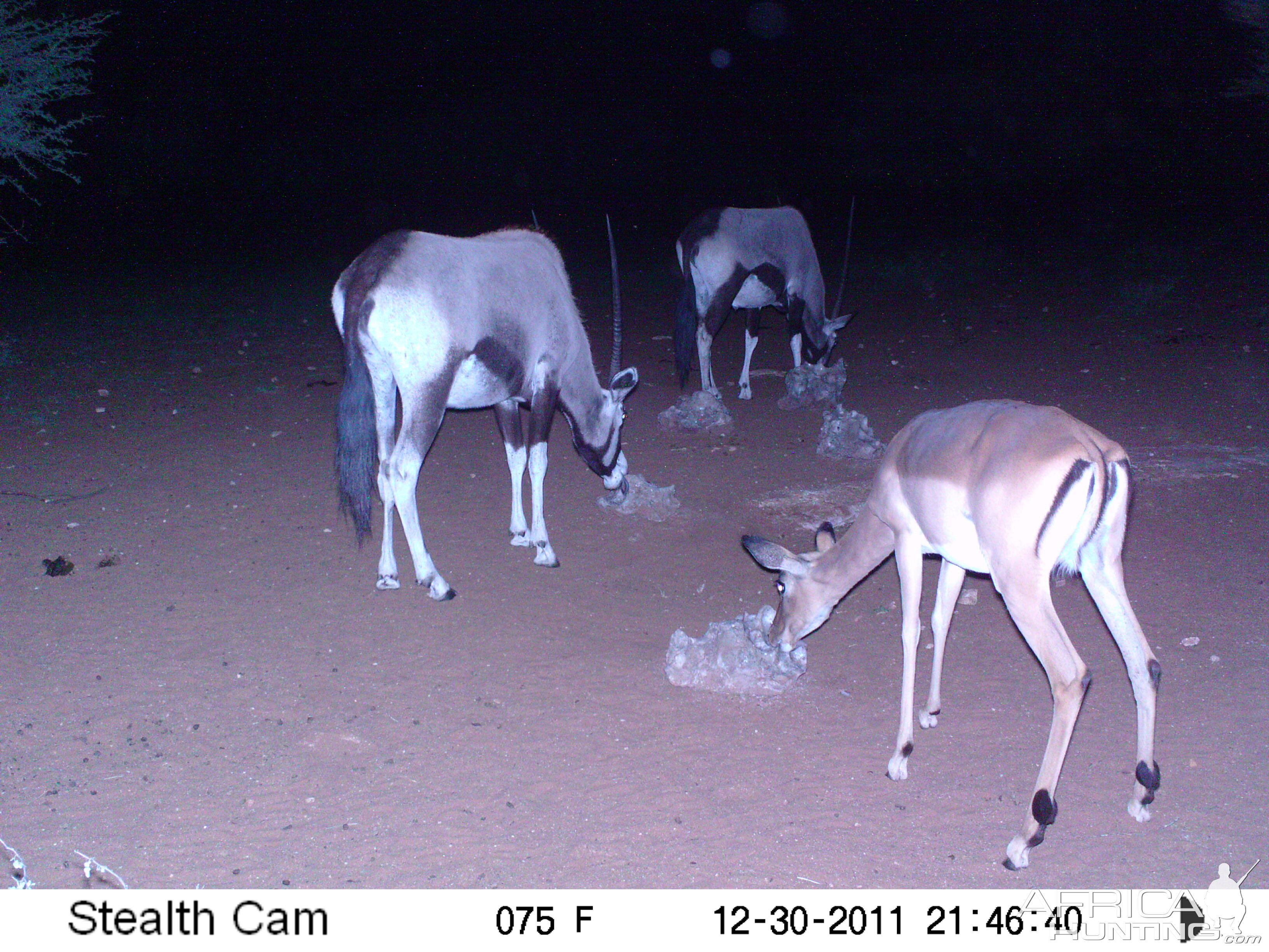 Trail Camera Namibia