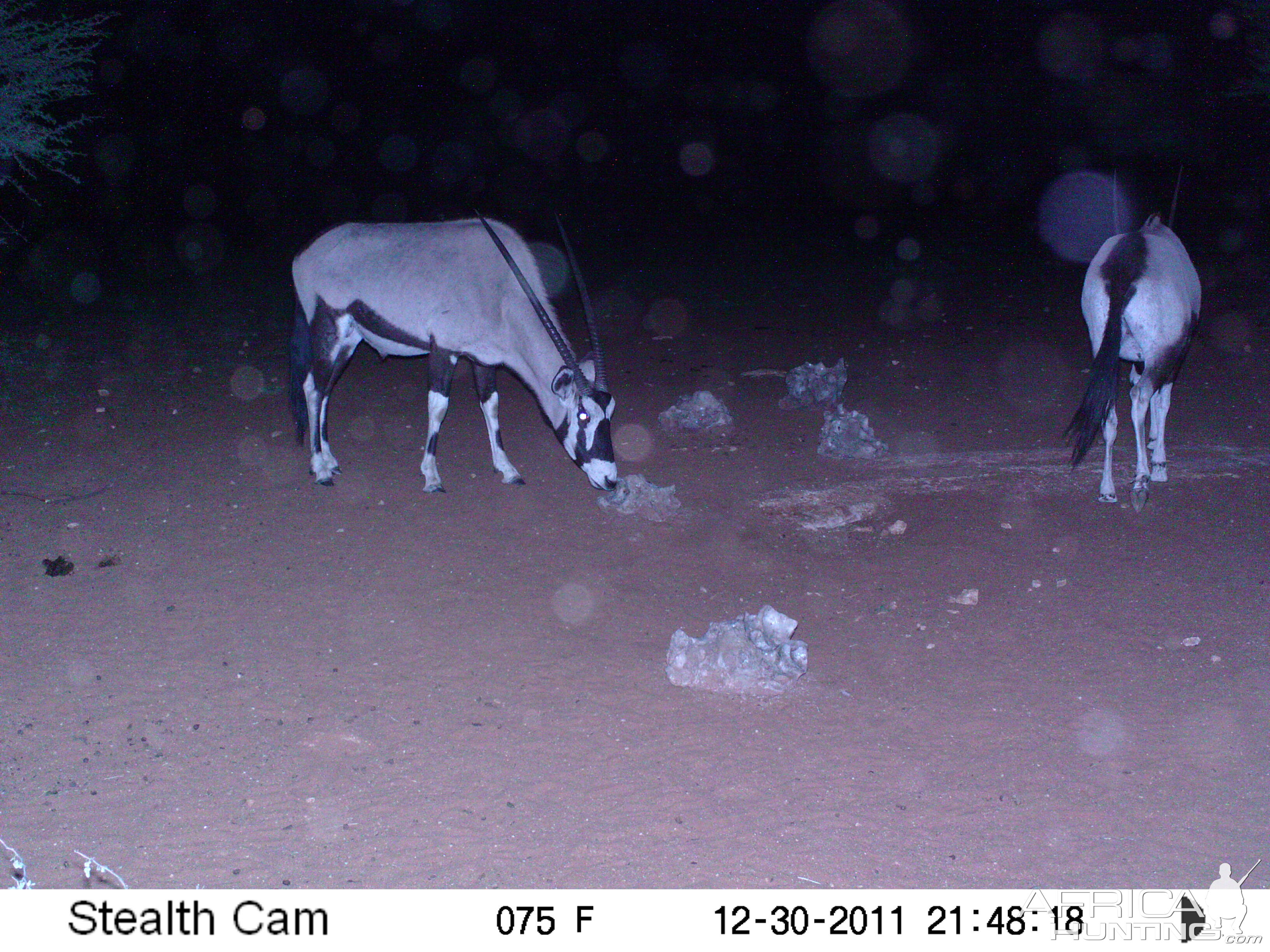 Trail Camera Namibia