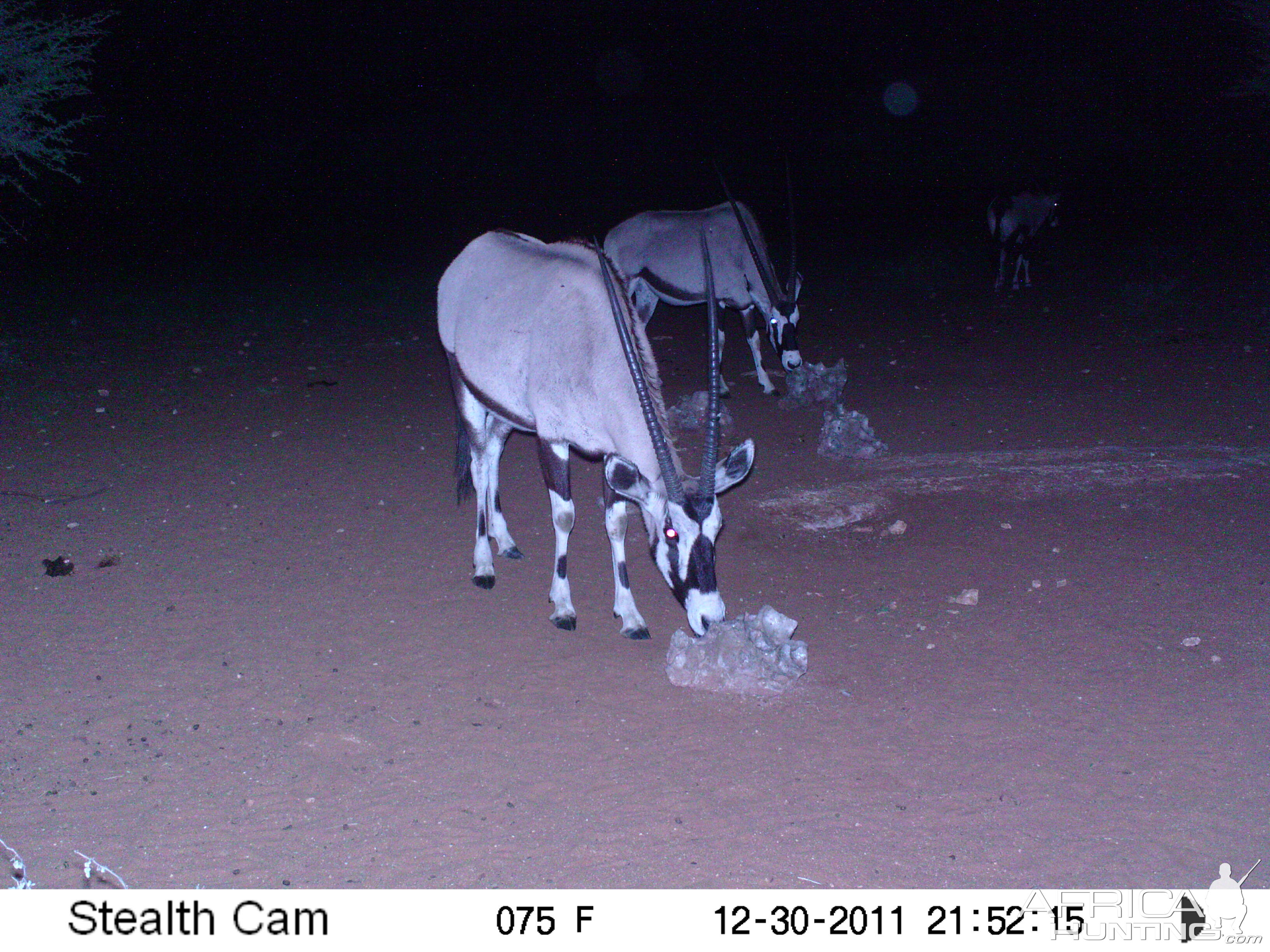 Trail Camera Namibia