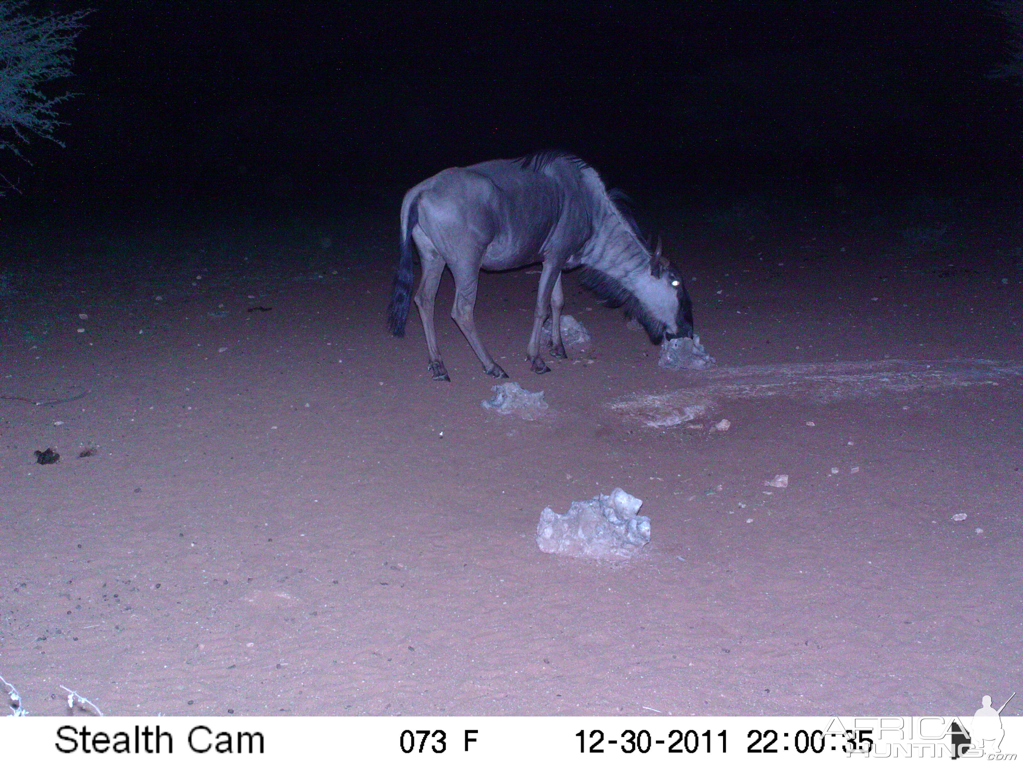 Trail Camera Namibia