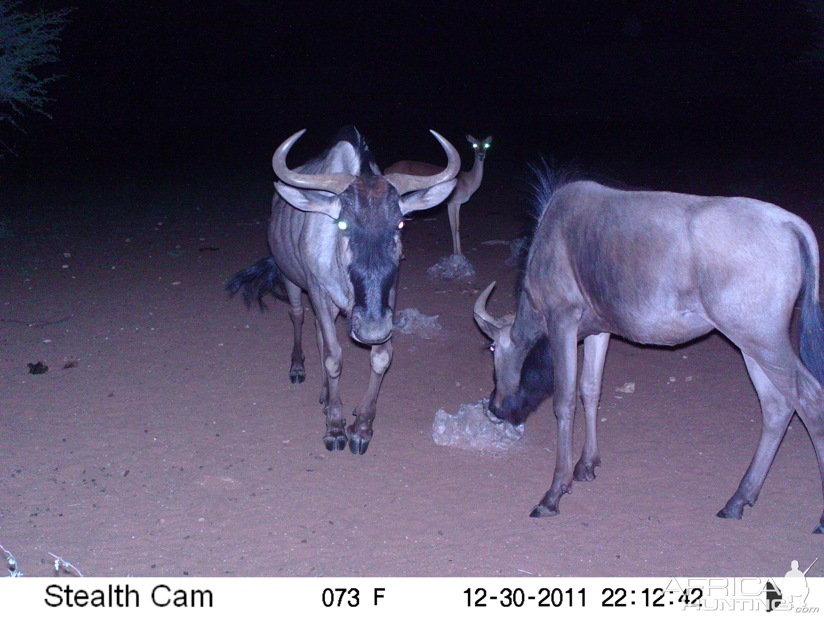 Trail Camera Namibia