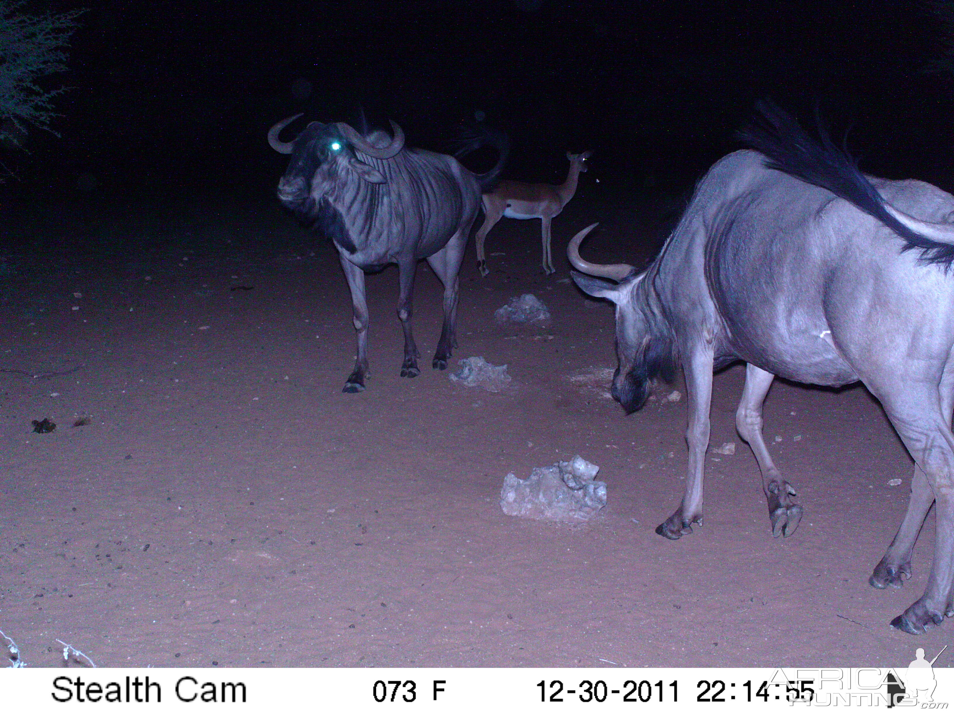 Trail Camera Namibia