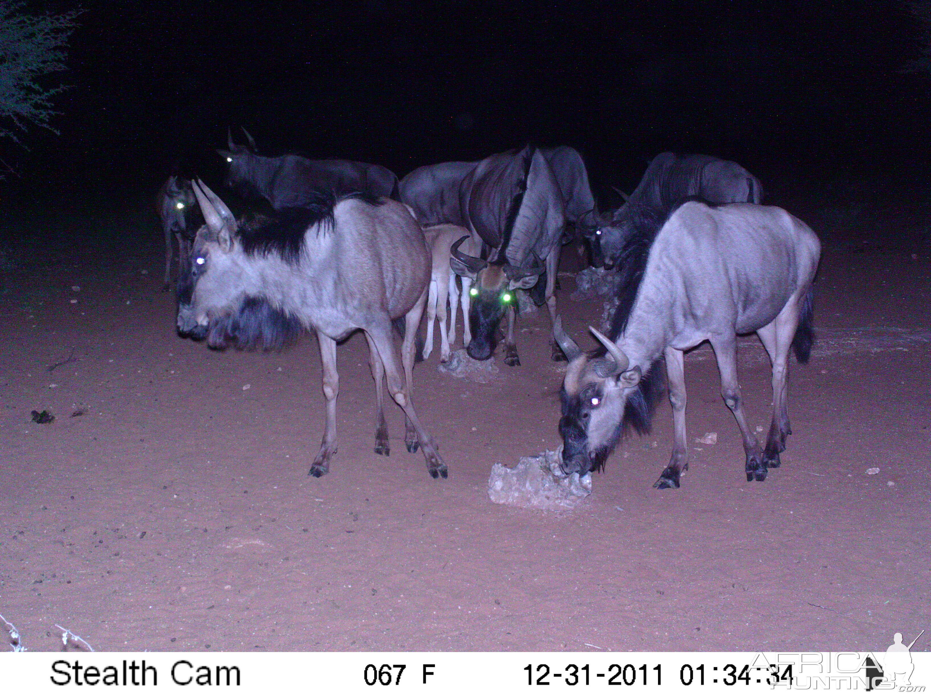 Trail Camera Namibia