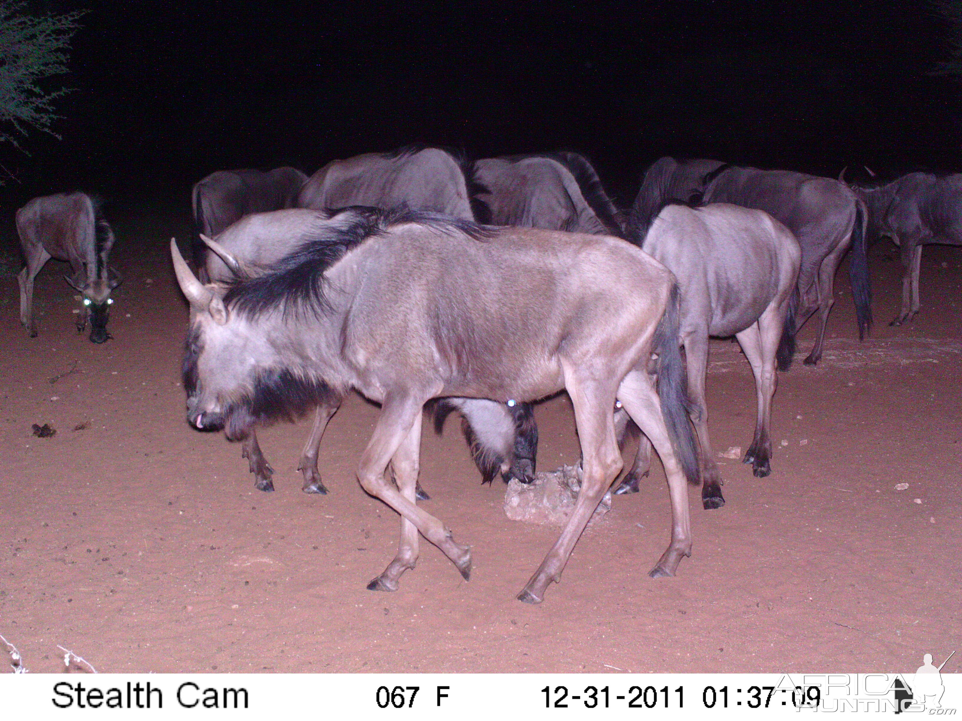 Trail Camera Namibia