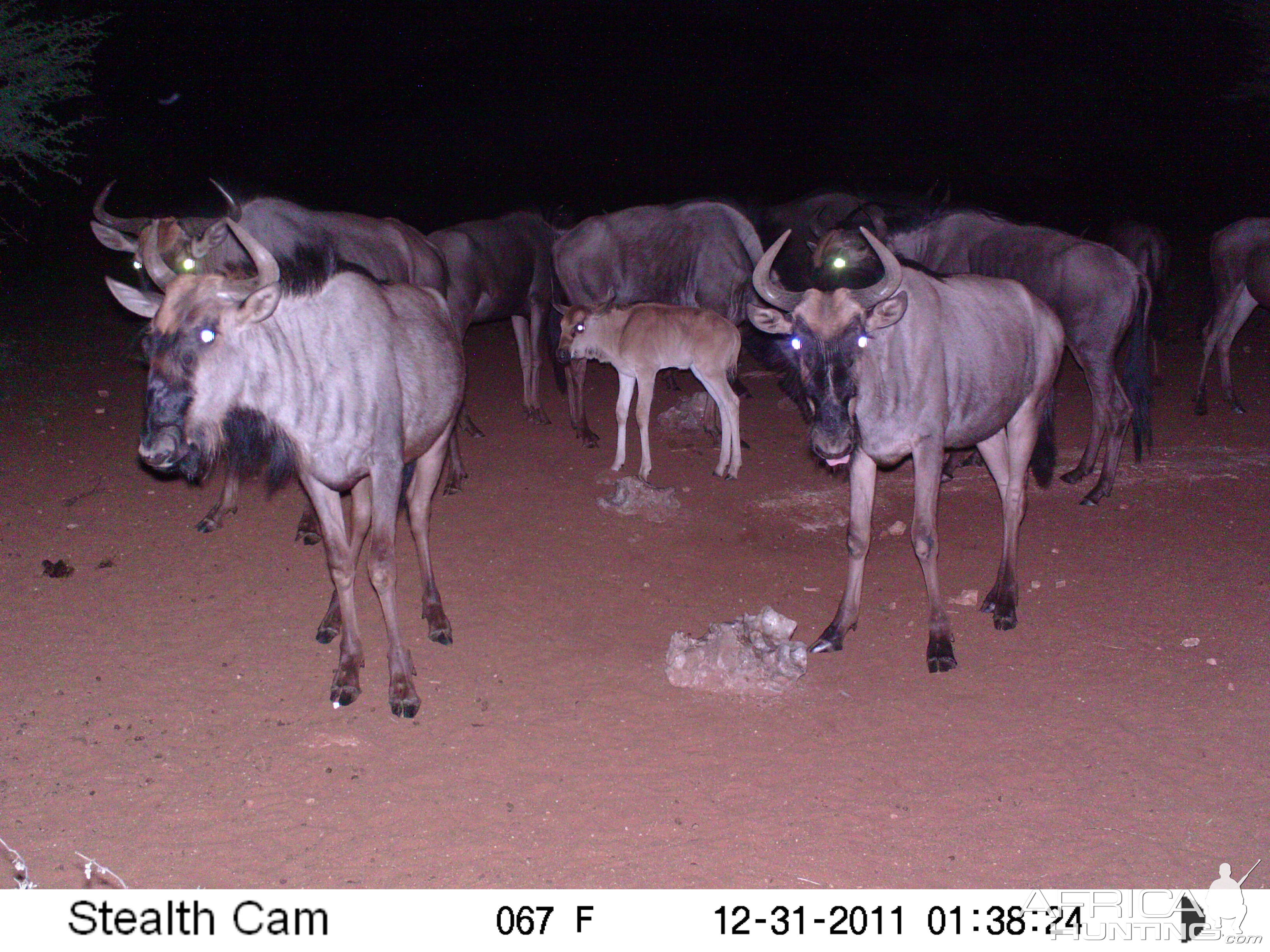 Trail Camera Namibia