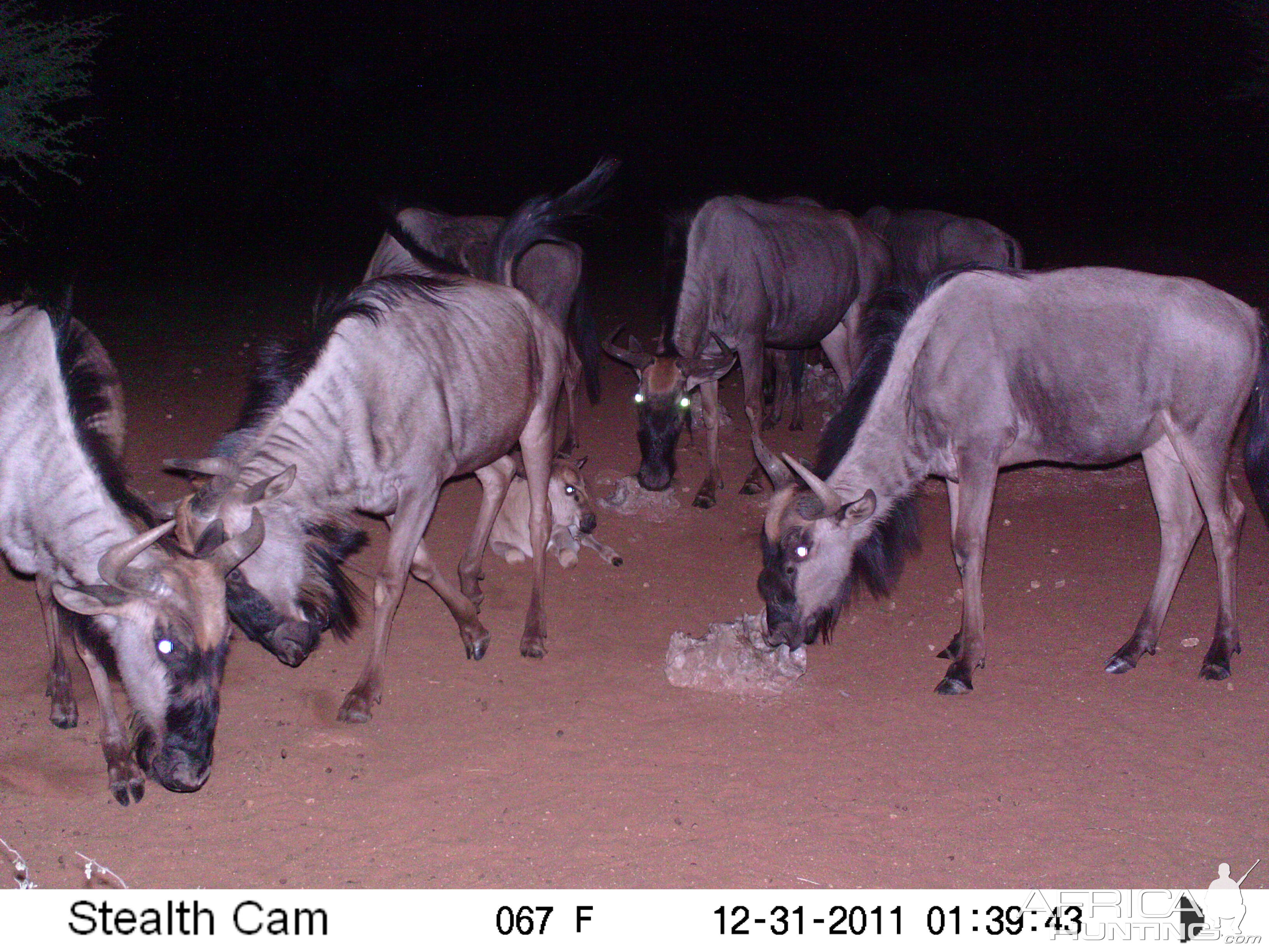 Trail Camera Namibia