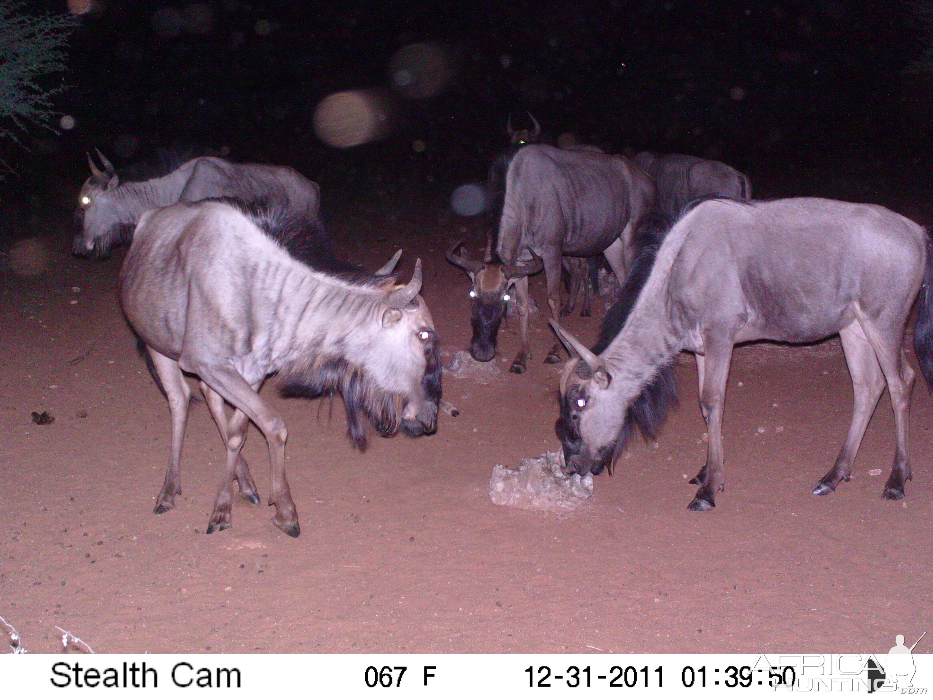 Trail Camera Namibia