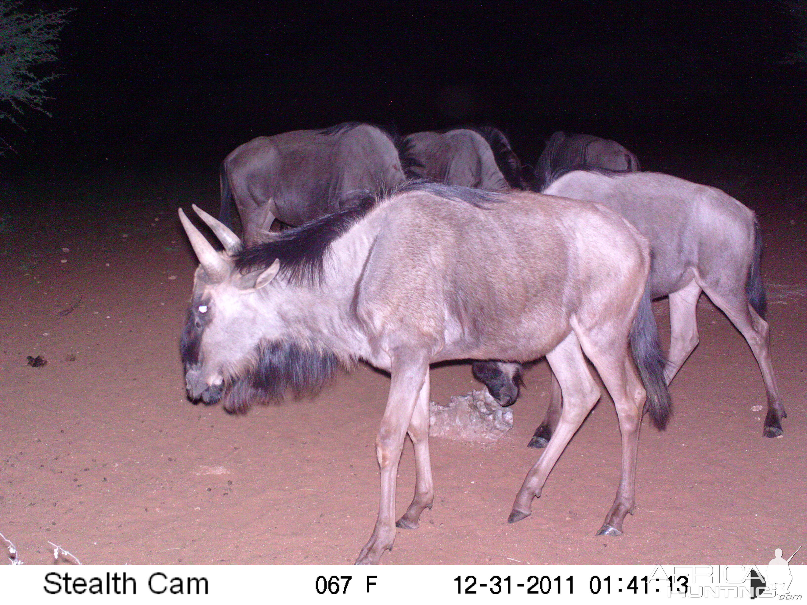 Trail Camera Namibia