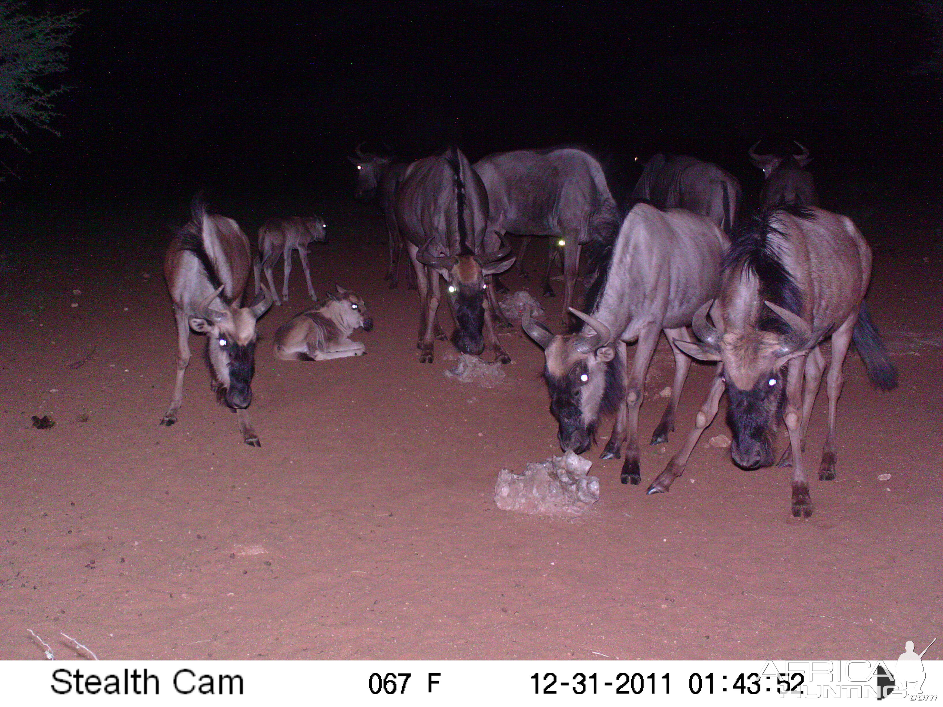 Trail Camera Namibia