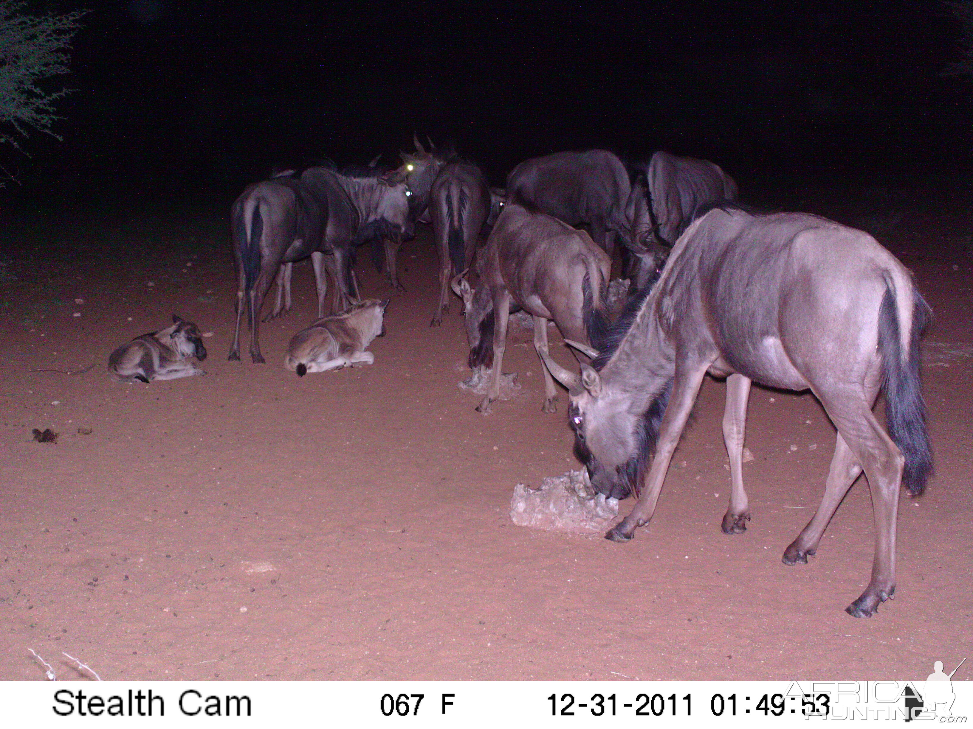 Trail Camera Namibia