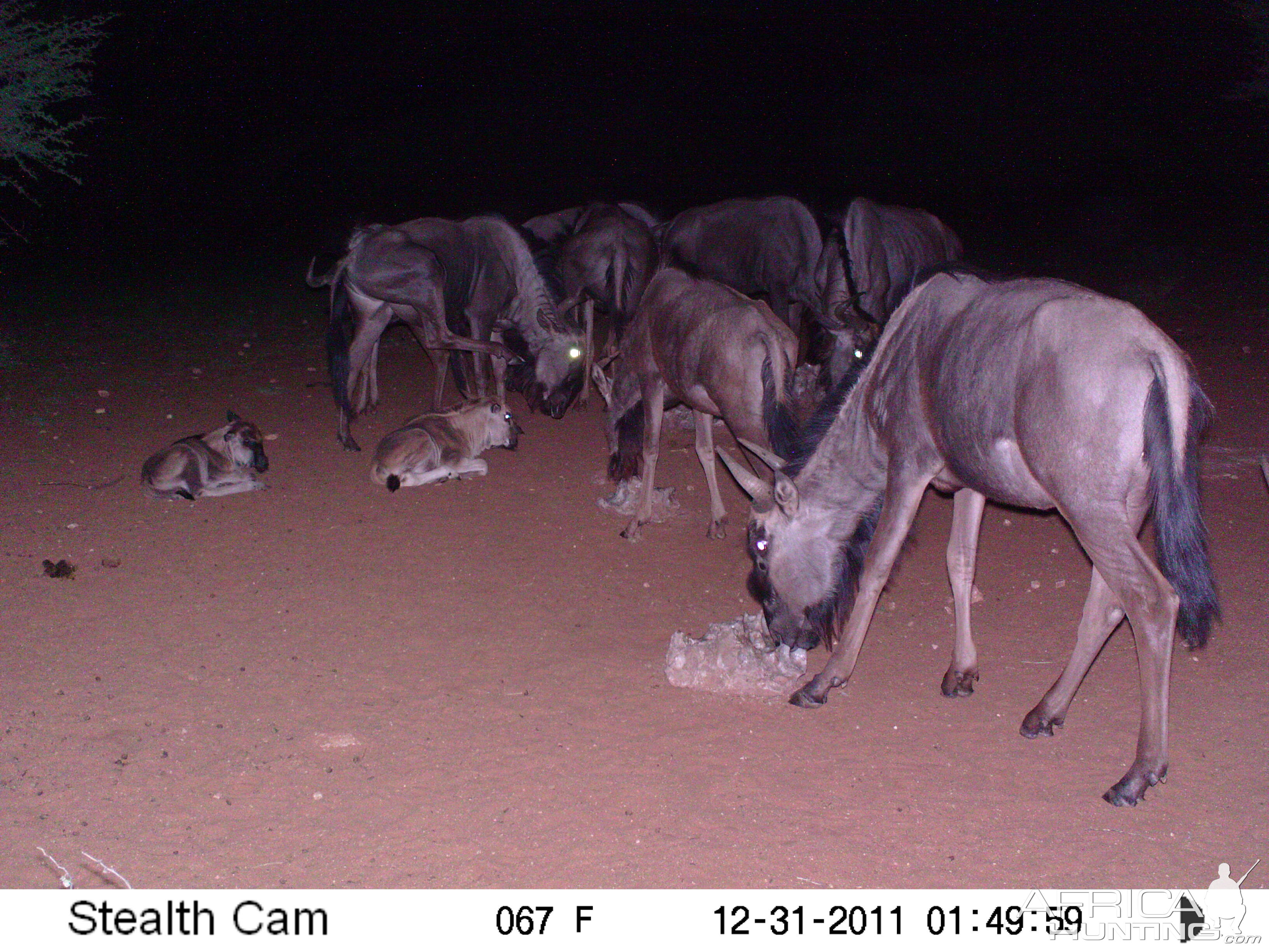 Trail Camera Namibia