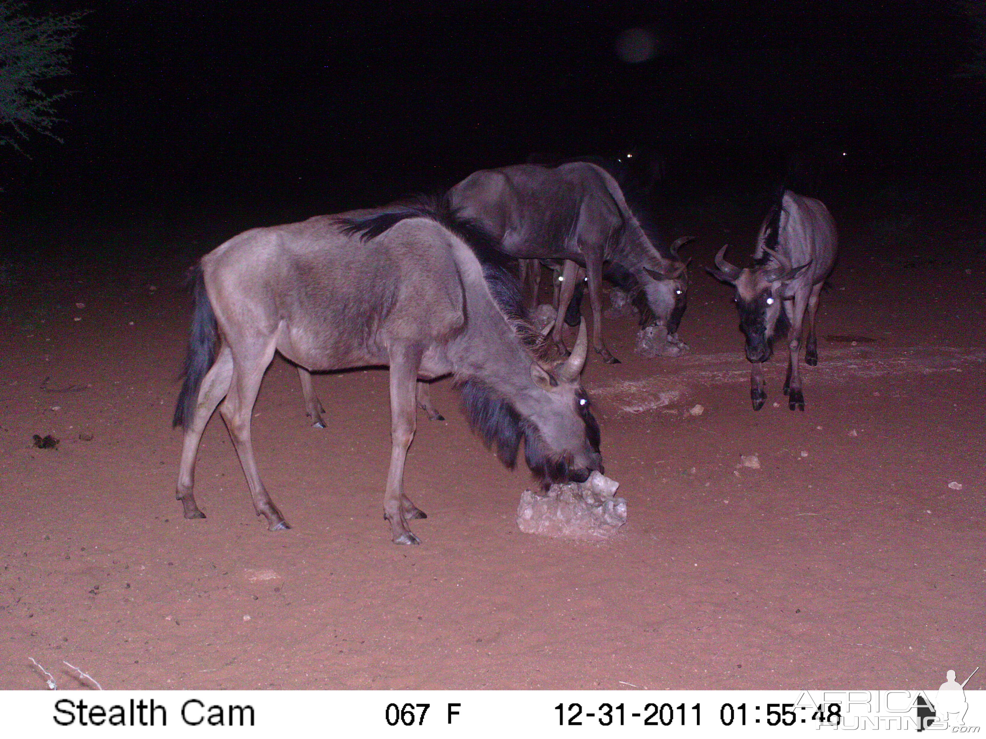 Trail Camera Namibia