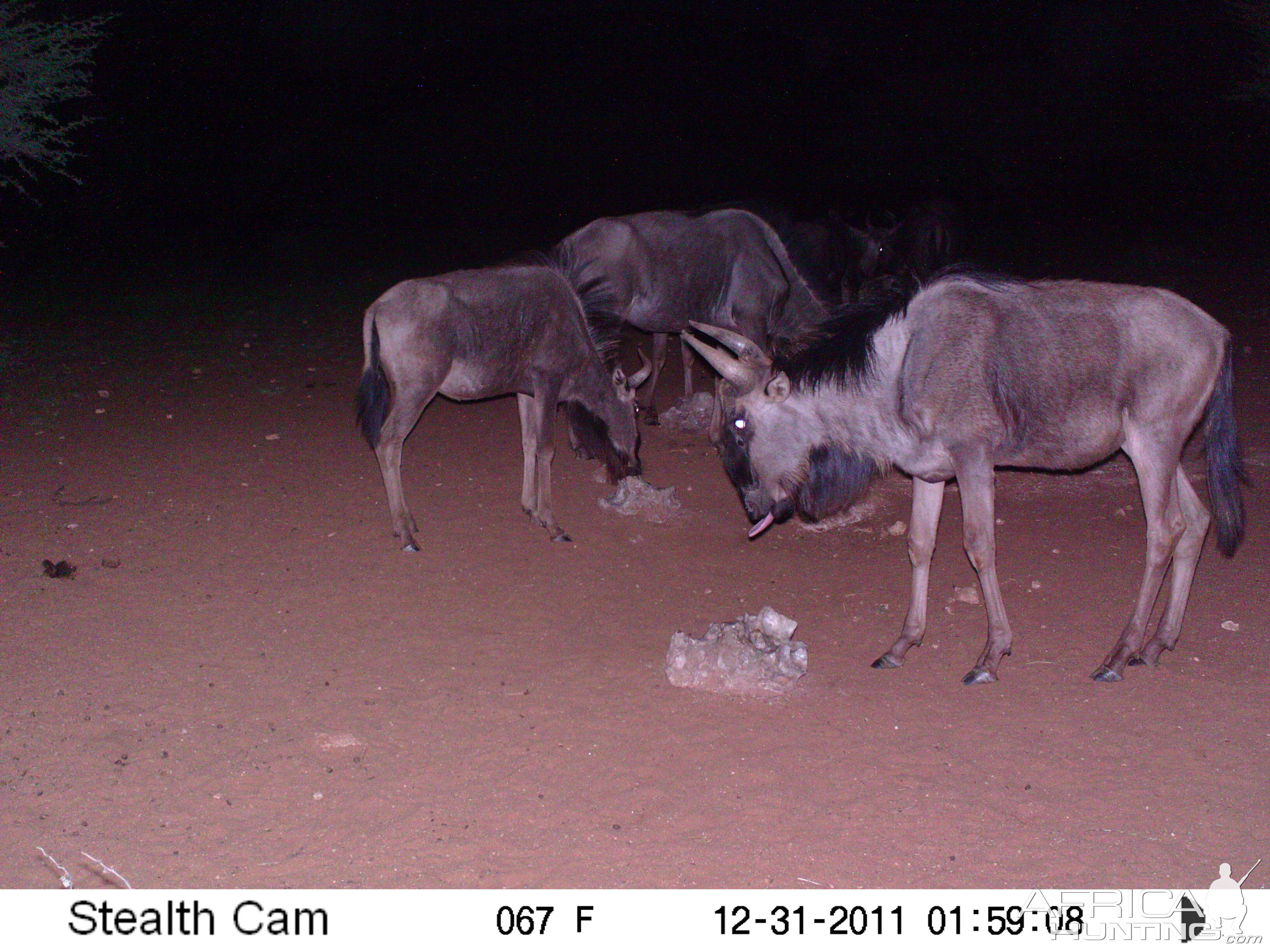 Trail Camera Namibia